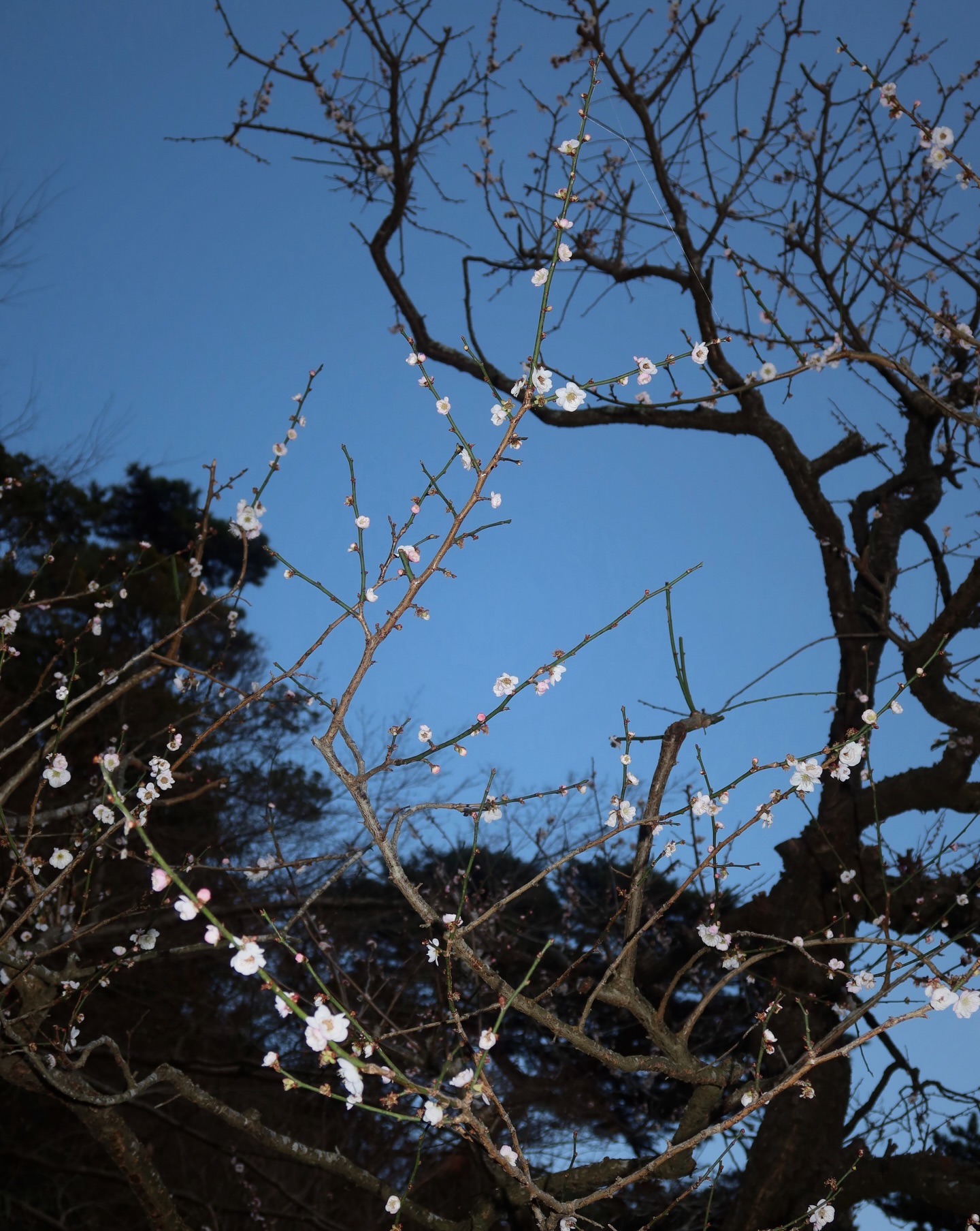 ซาร่า เล็กจ์