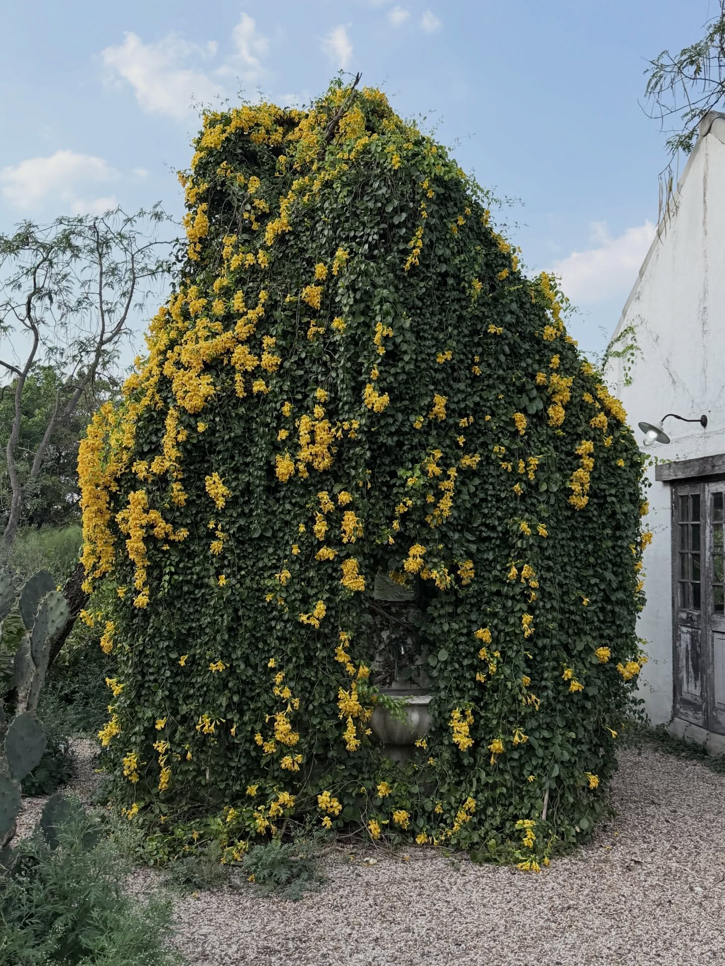บัว - นลินทิพย์ สกุลอ่องอำไพ