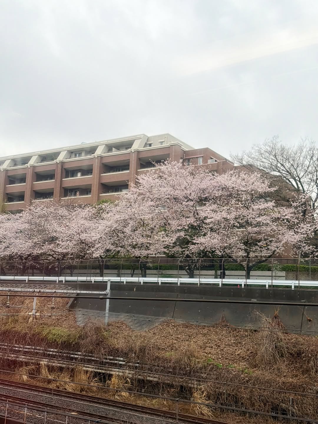 บัว - นลินทิพย์ สกุลอ่องอำไพ