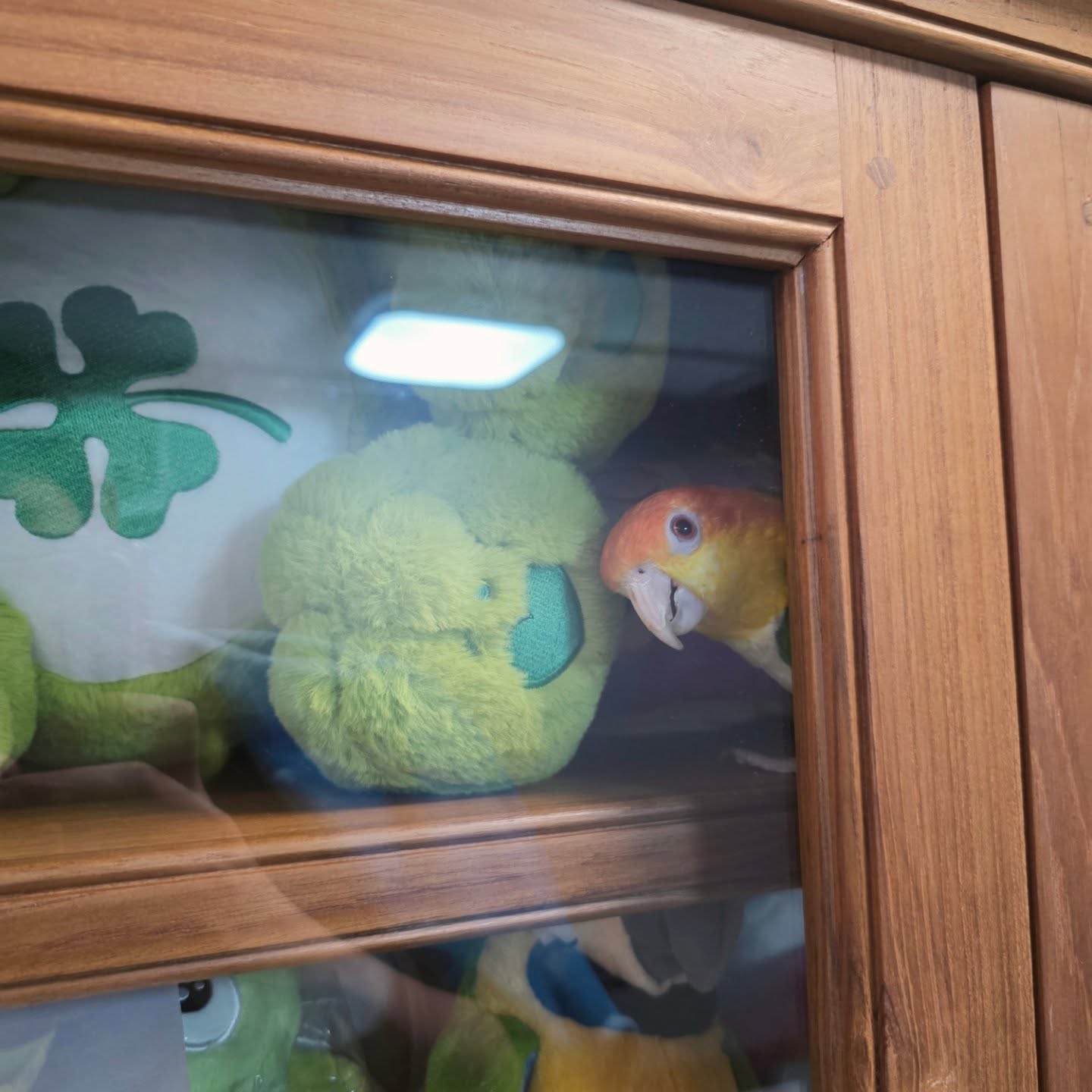 เซฟ ไซสวัสดิ์