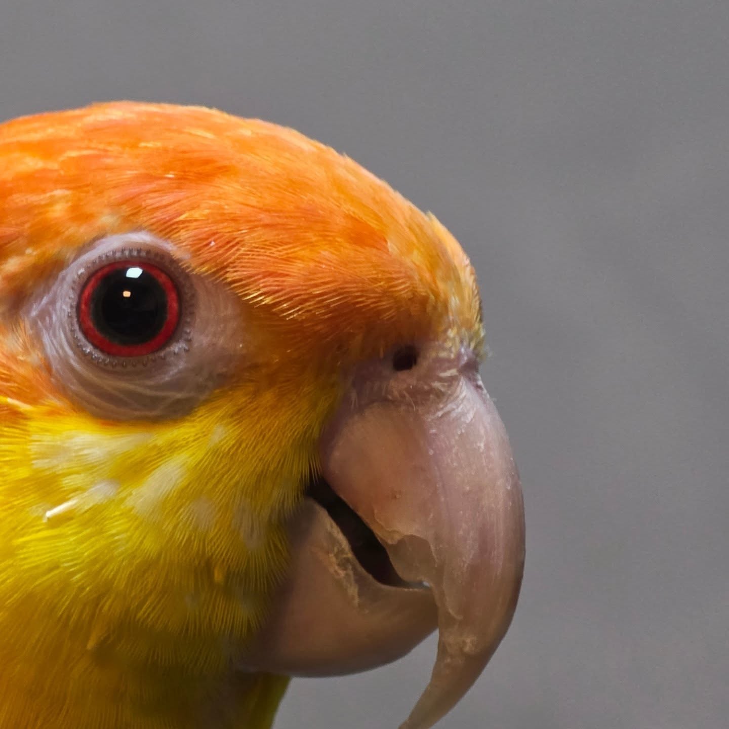 เซฟ ไซสวัสดิ์