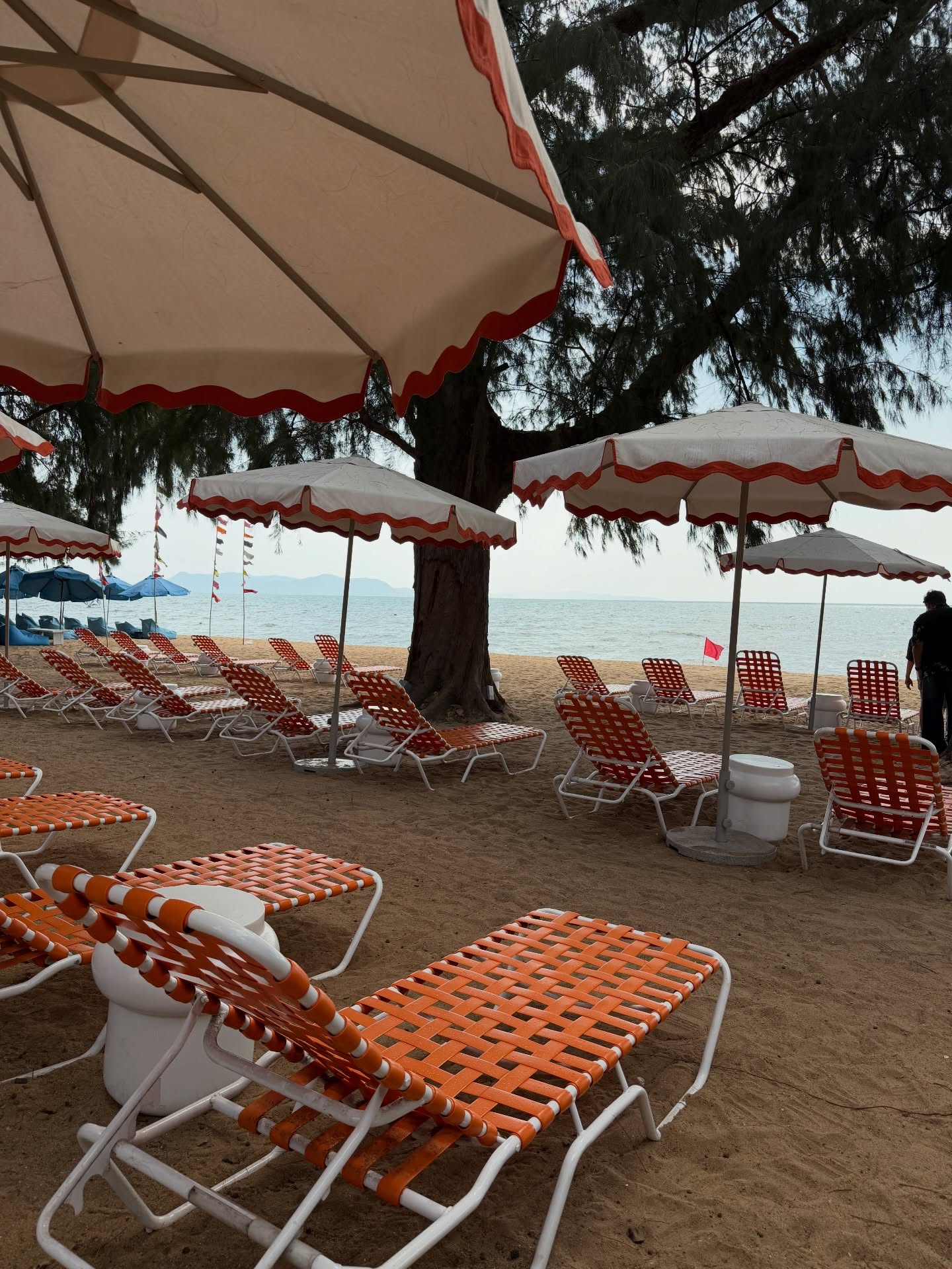 น้ำชา - ชีรณัฐ ยูสานนท์