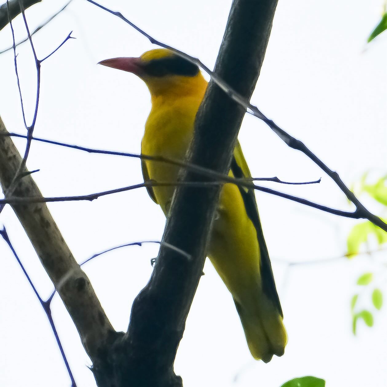 เล - ทะเล สงวนดีกุล