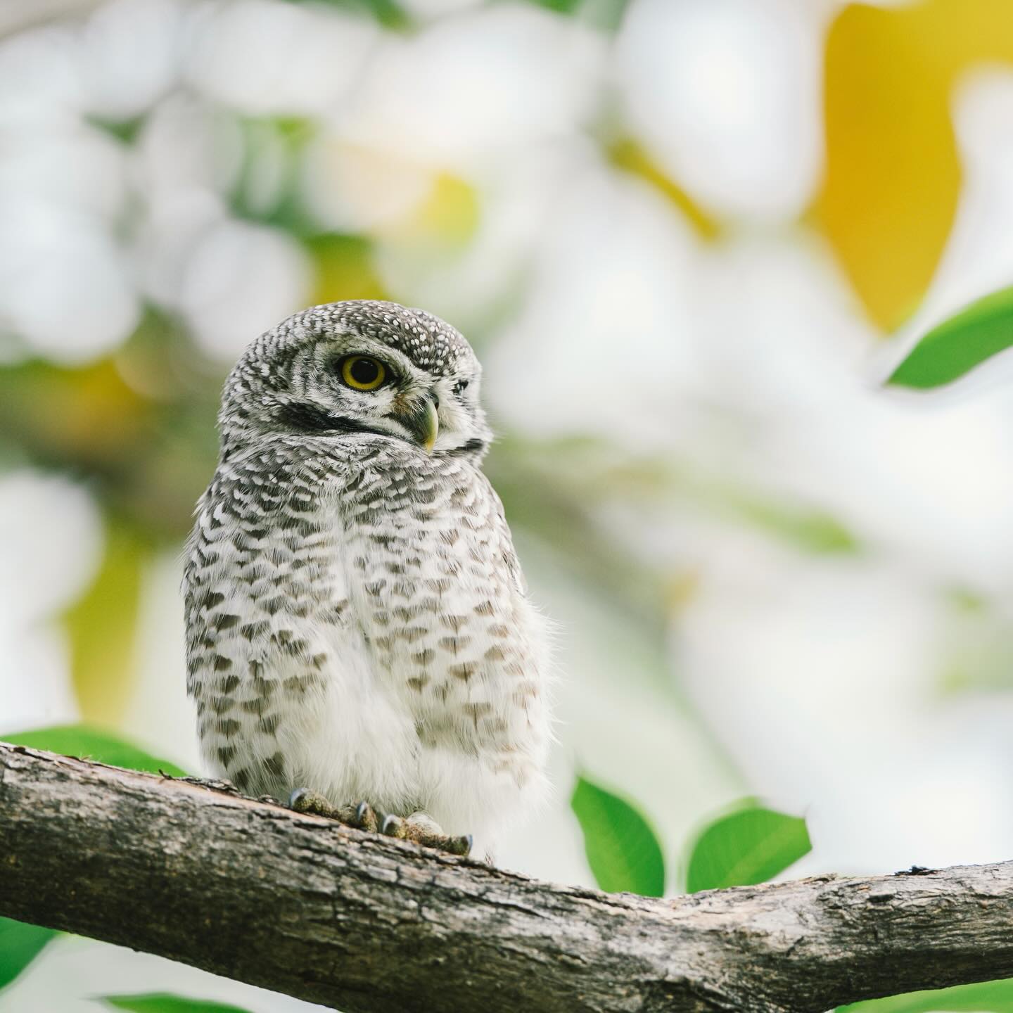 เล - ทะเล สงวนดีกุล