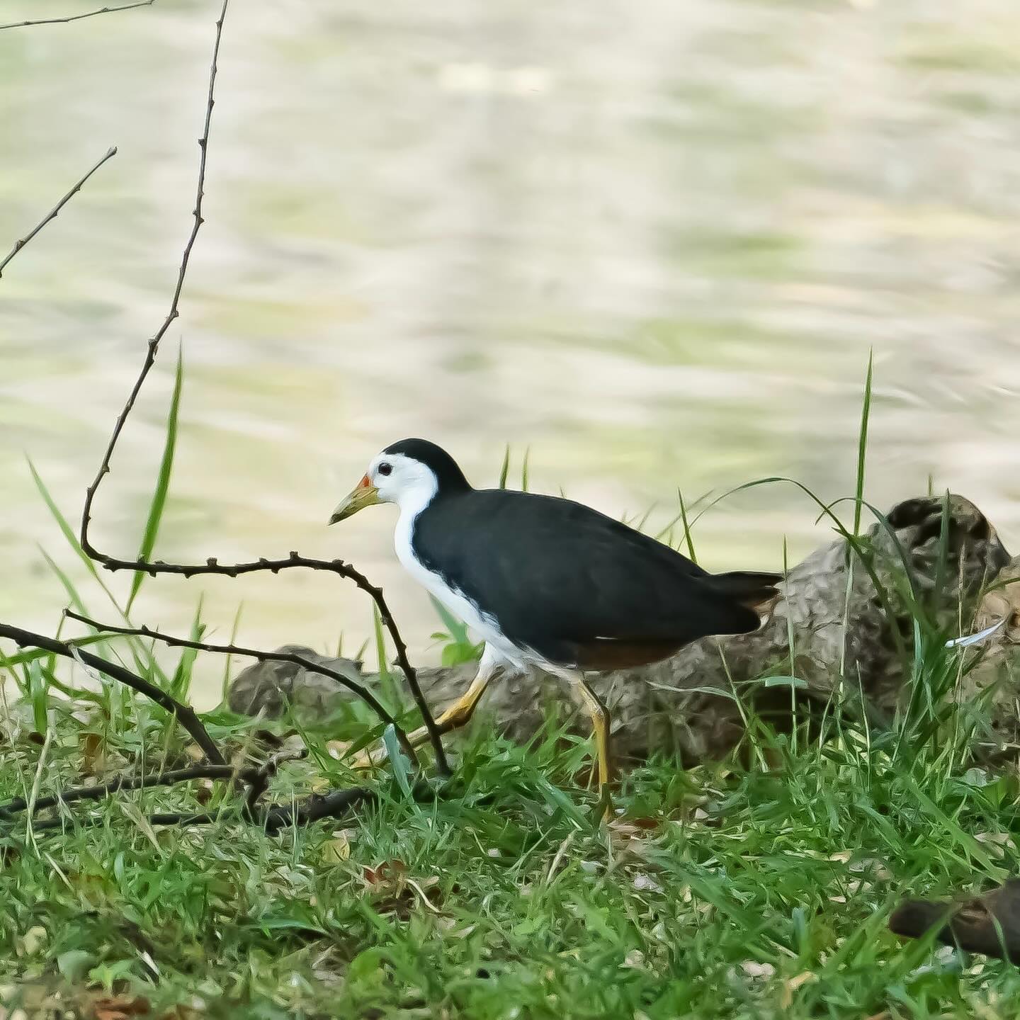 เล - ทะเล สงวนดีกุล