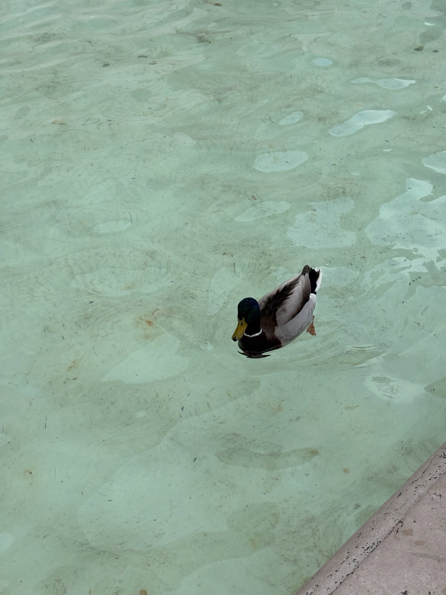 ไตเติ้ล - กีรติ พวงมาลี