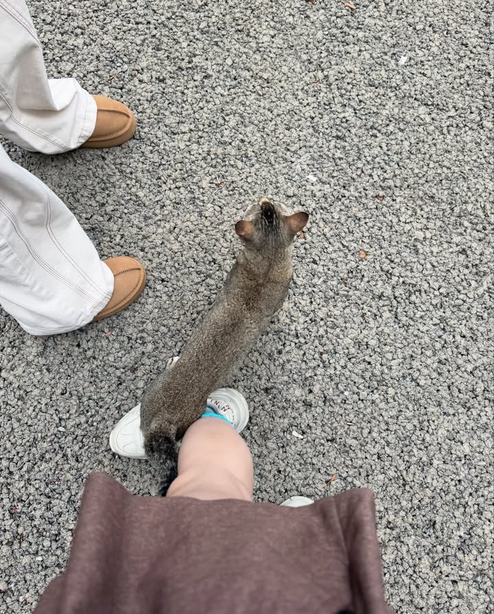 พั้นช์ - ทิพานัน นิลสยาม