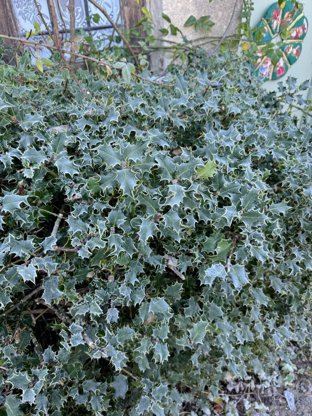 พั้นช์ - ทิพานัน นิลสยาม