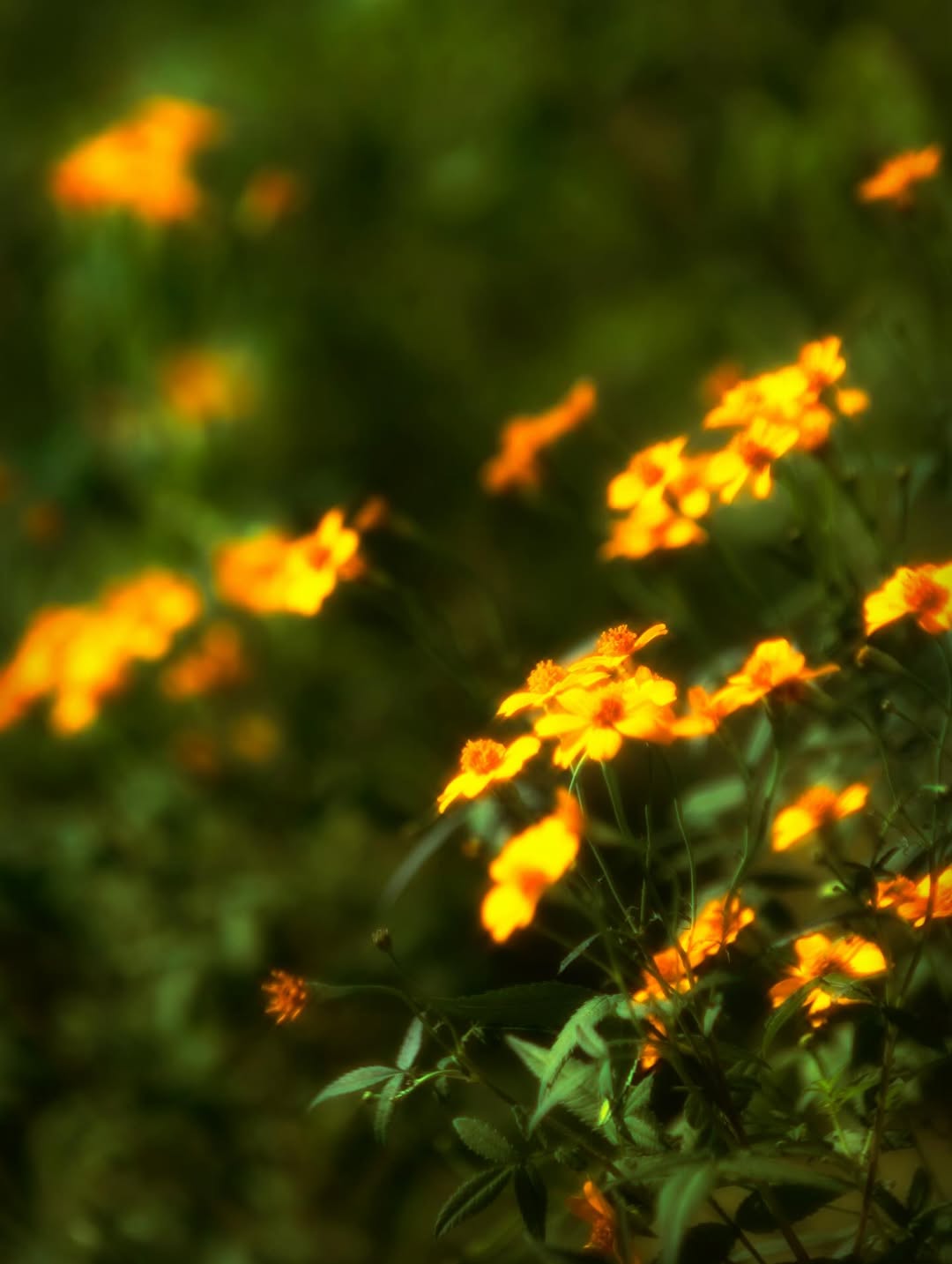 เจ้าขุน - จักรภัทร วรรธนะสิน