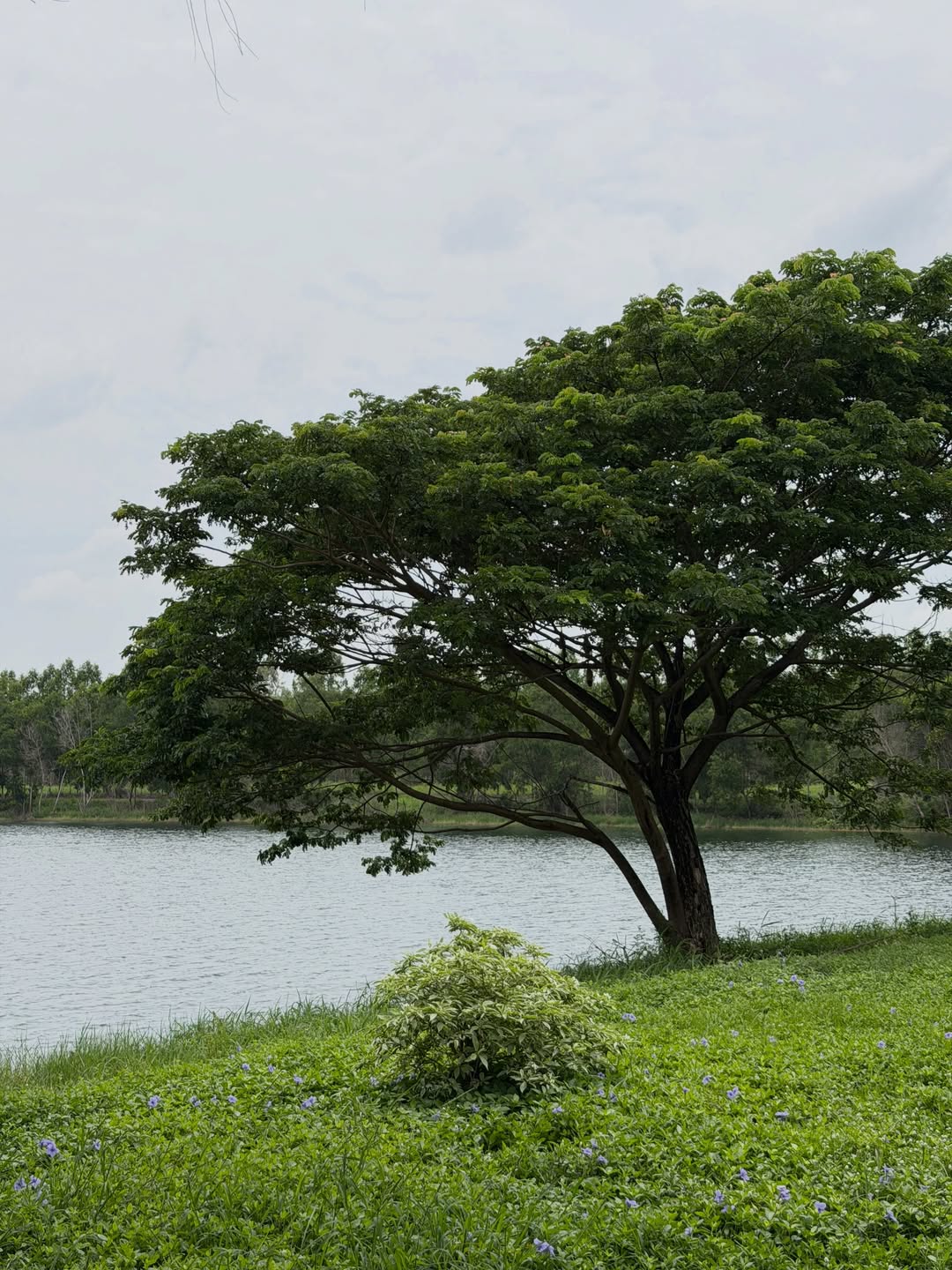 บอนนี่ - ภัทราภัสร์ โบรัชตะสุวรรณ์