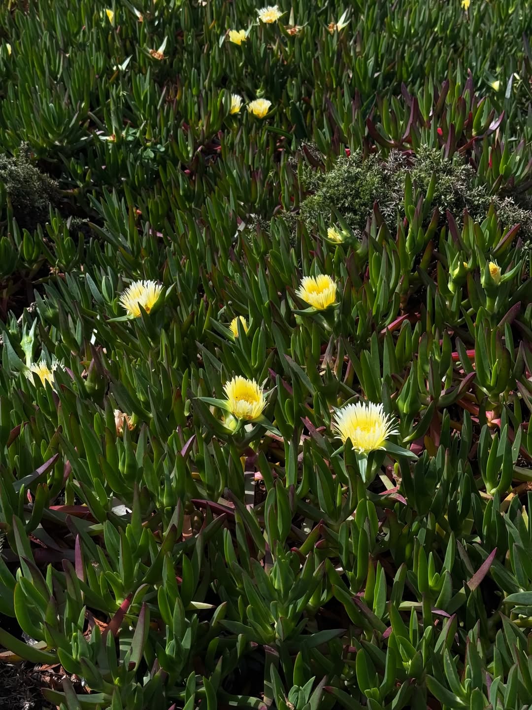 จิ๊บ - ปกฉัตร เทียมชัย