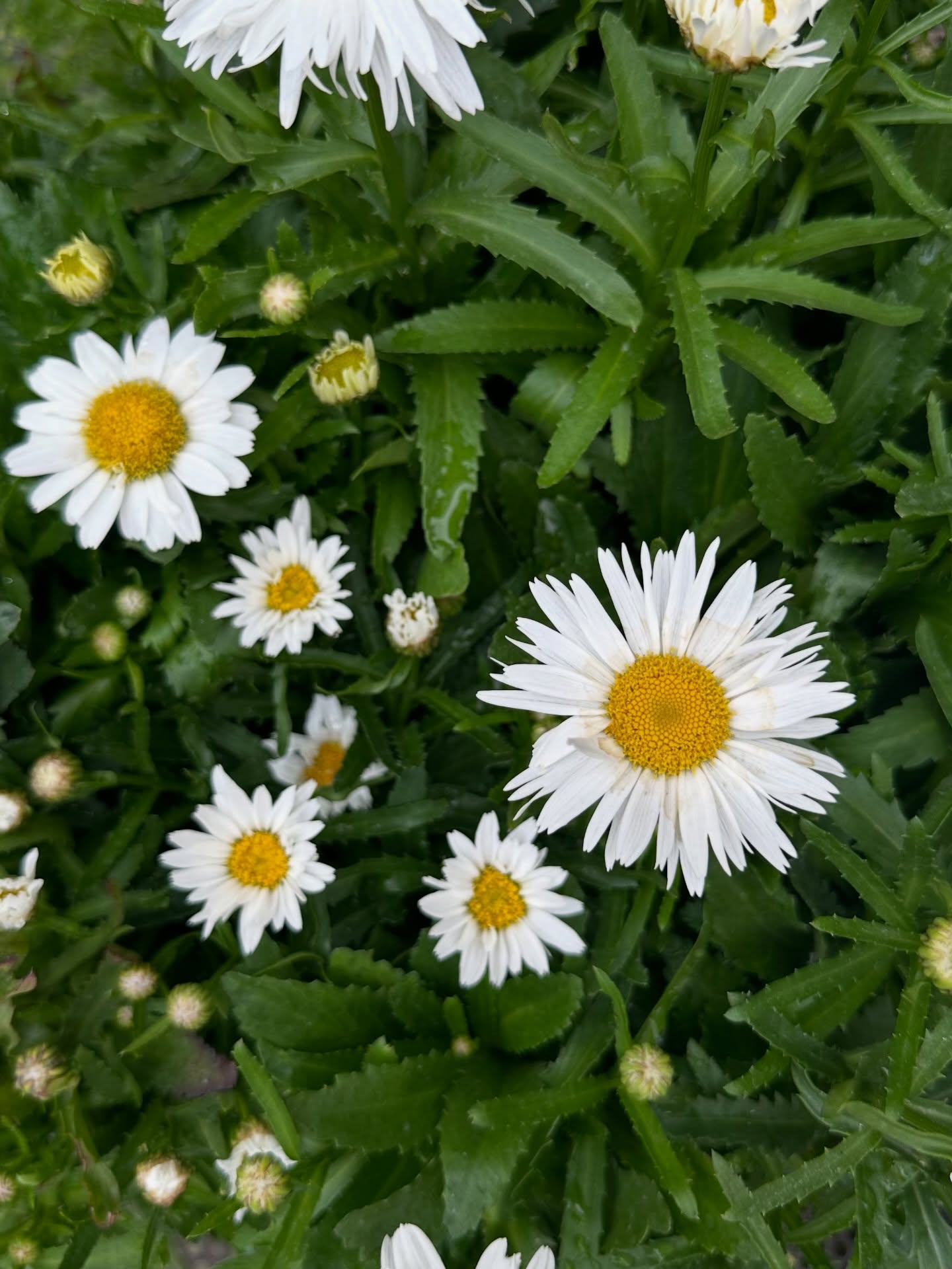 พร้อม - ราชภัทร วรสาร