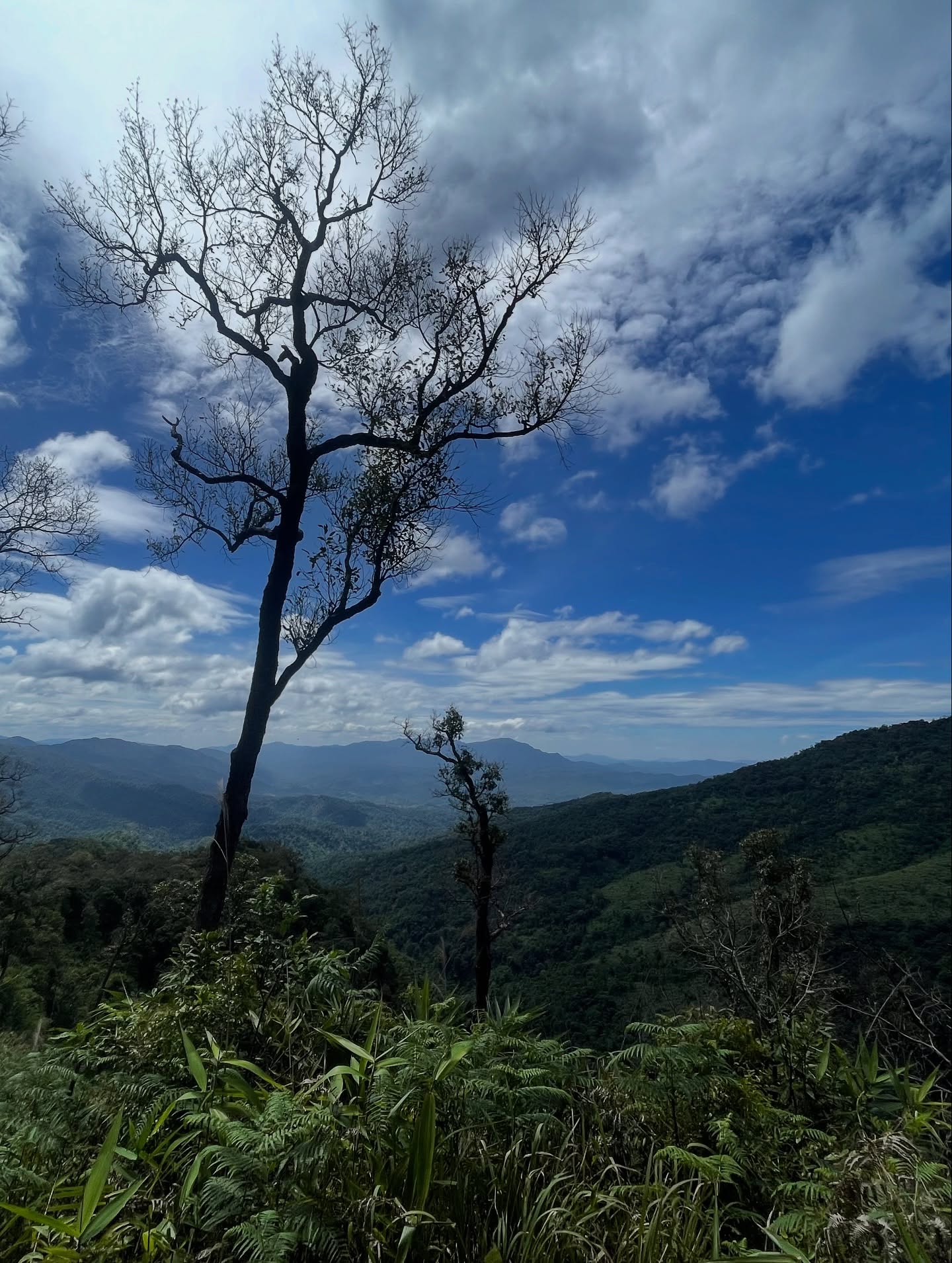 นาน่า - ศวรรยา ไพศาลพยัคฆ์