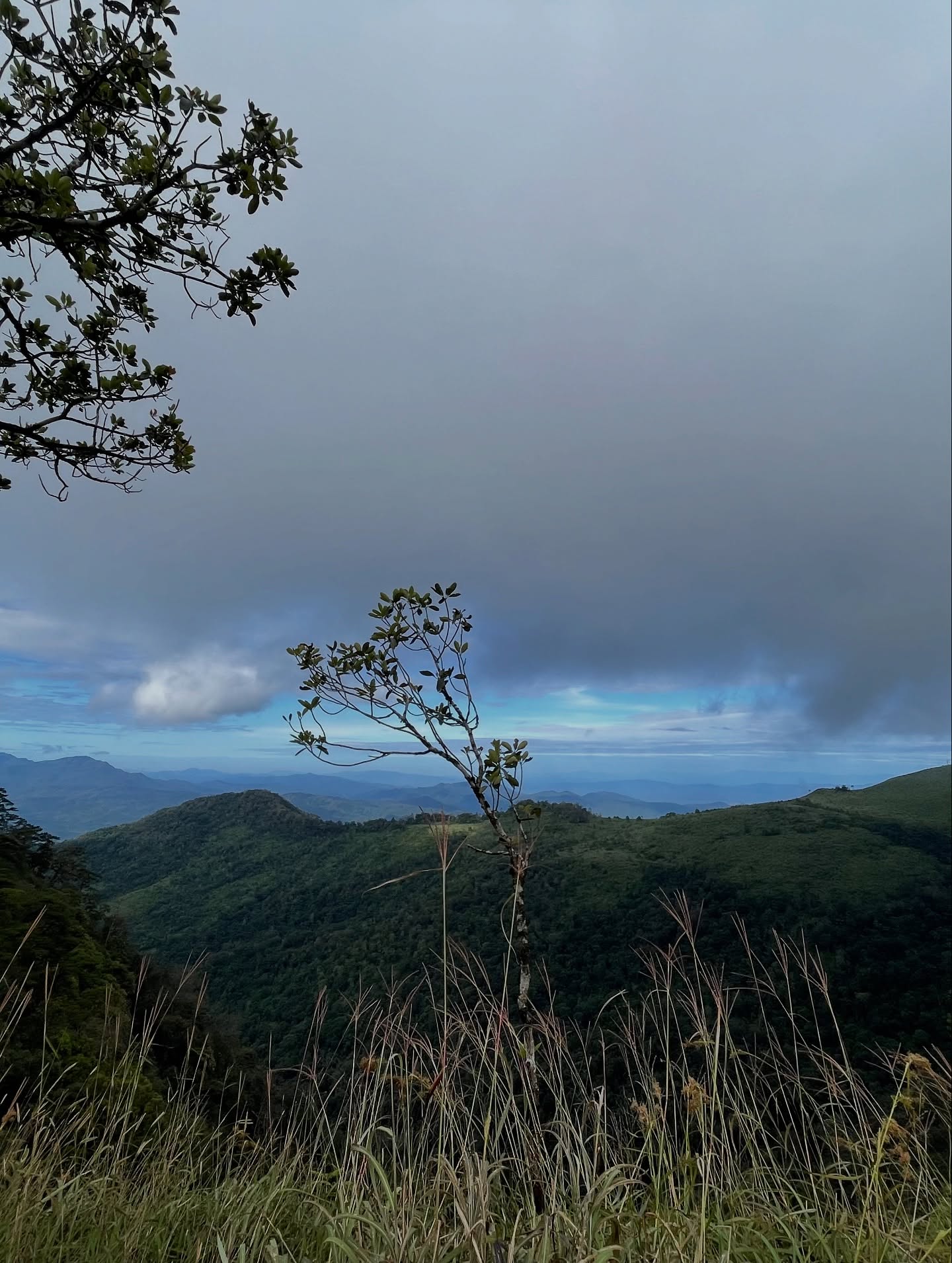 นาน่า - ศวรรยา ไพศาลพยัคฆ์