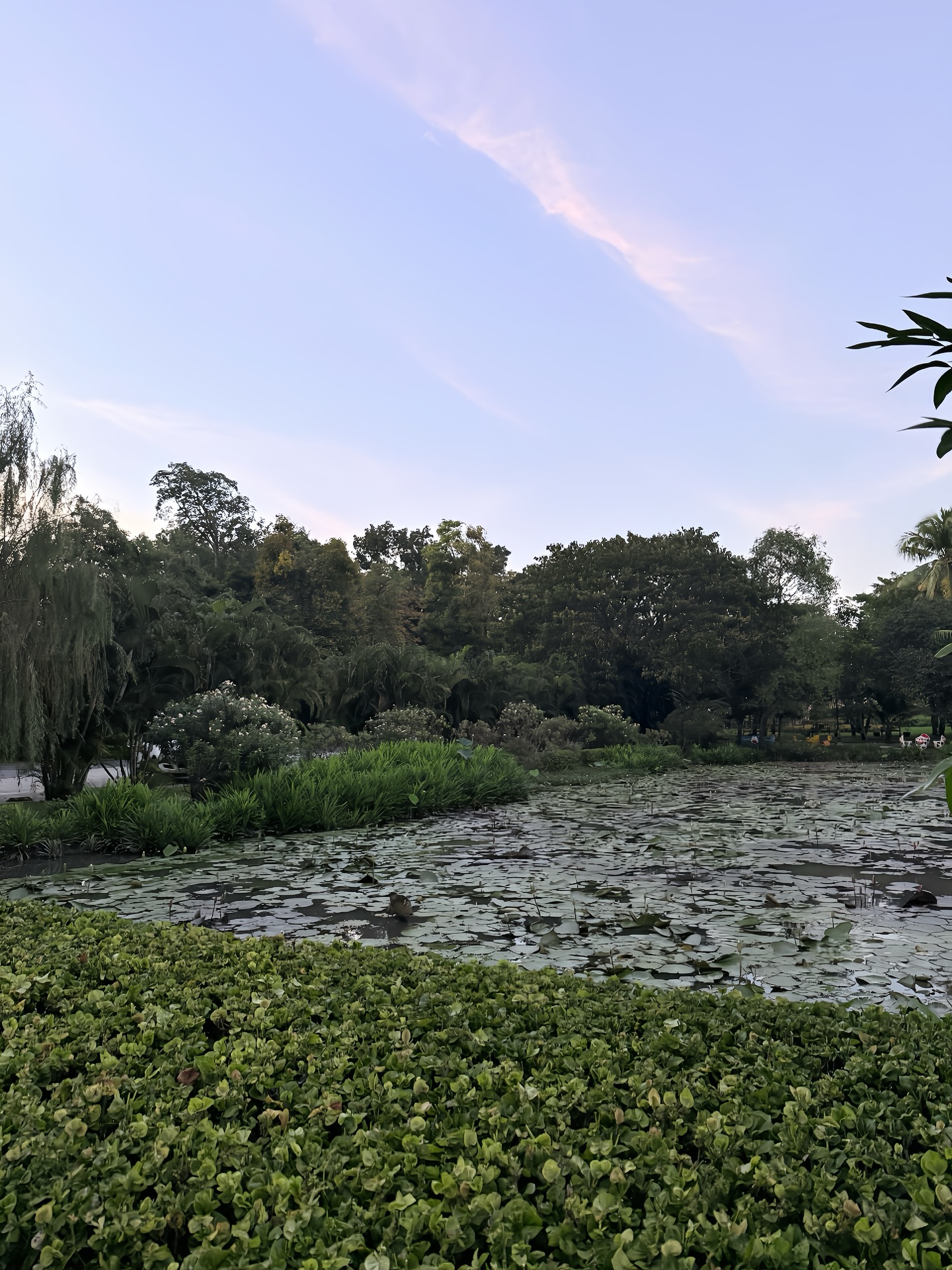 นาน่า - ศวรรยา ไพศาลพยัคฆ์