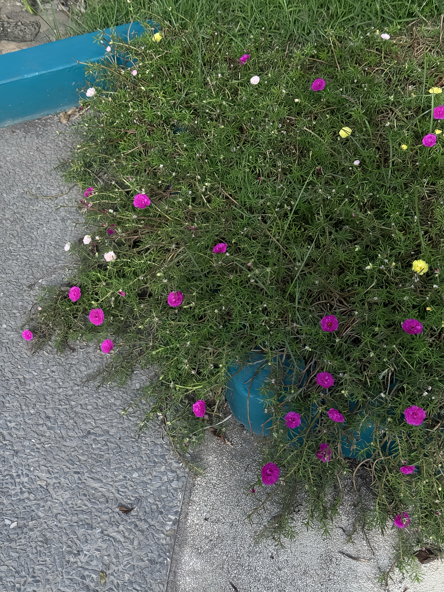 นาน่า - ศวรรยา ไพศาลพยัคฆ์