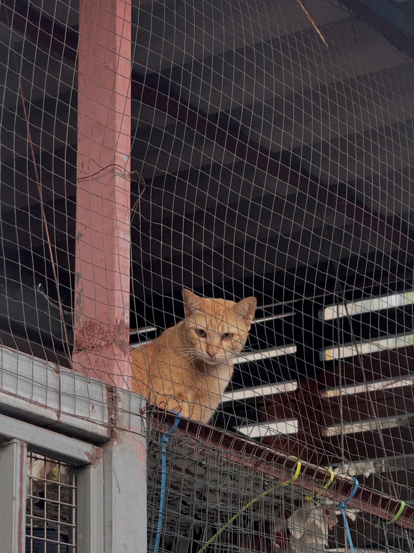 นาน่า - ศวรรยา ไพศาลพยัคฆ์