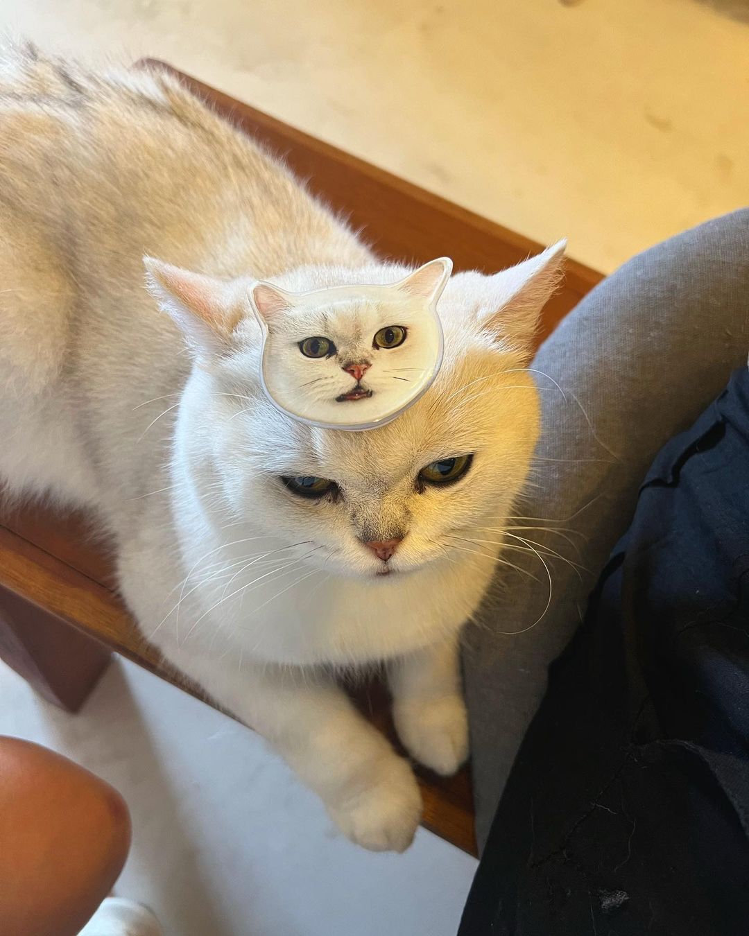ลุลา
