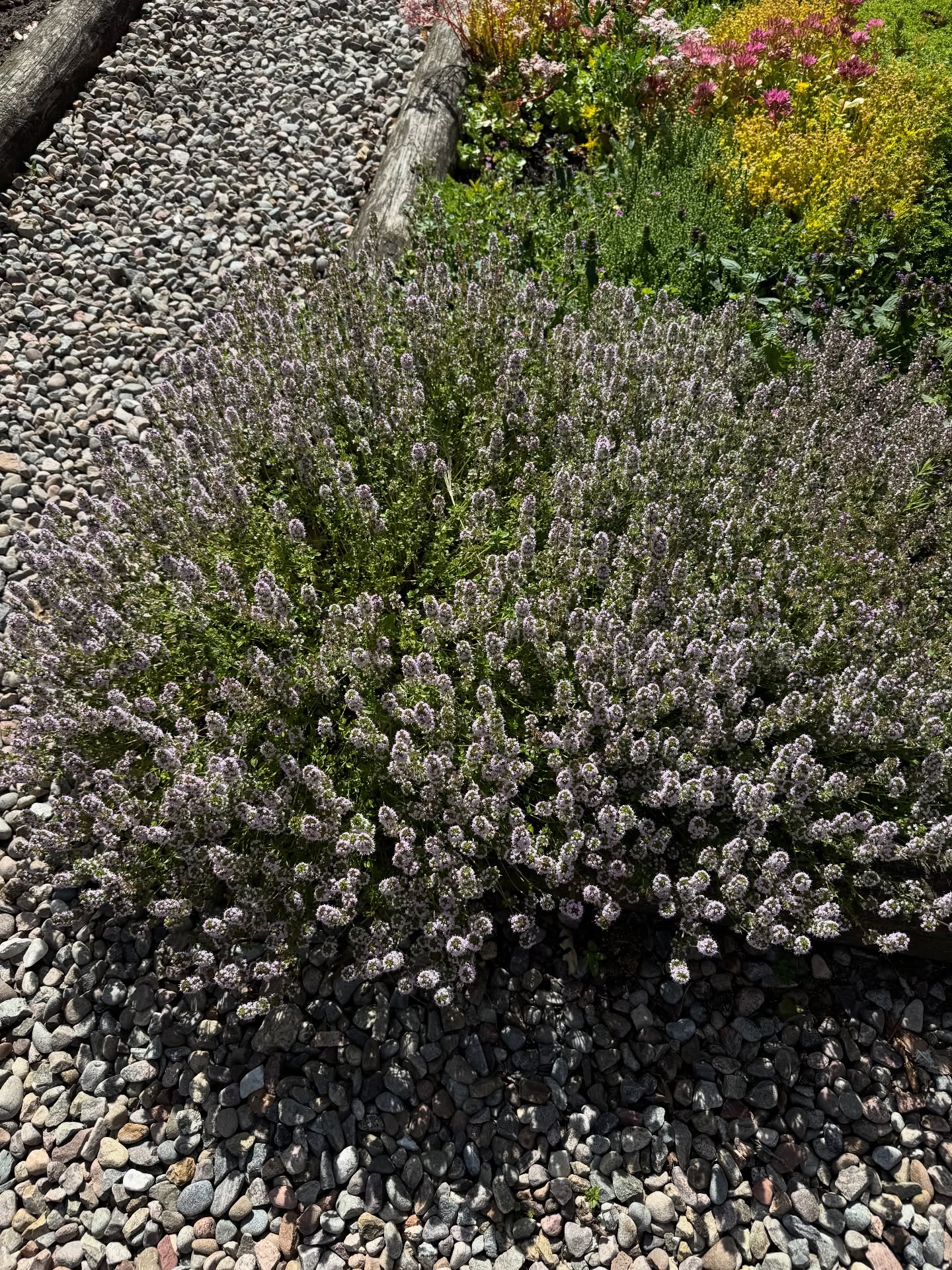 สกาย - มาเรีย เฮิร์ชเลอร์