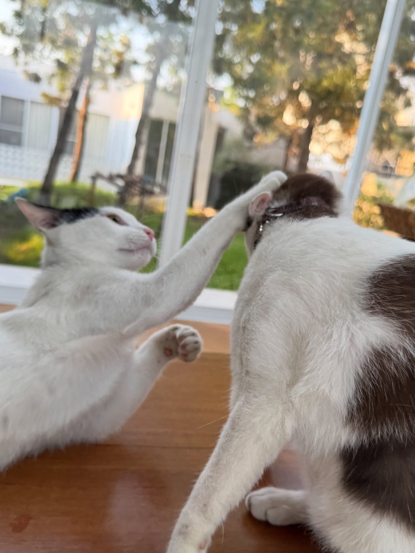 เจี๊ยบ - ลลนา ก้องธรนินทร์