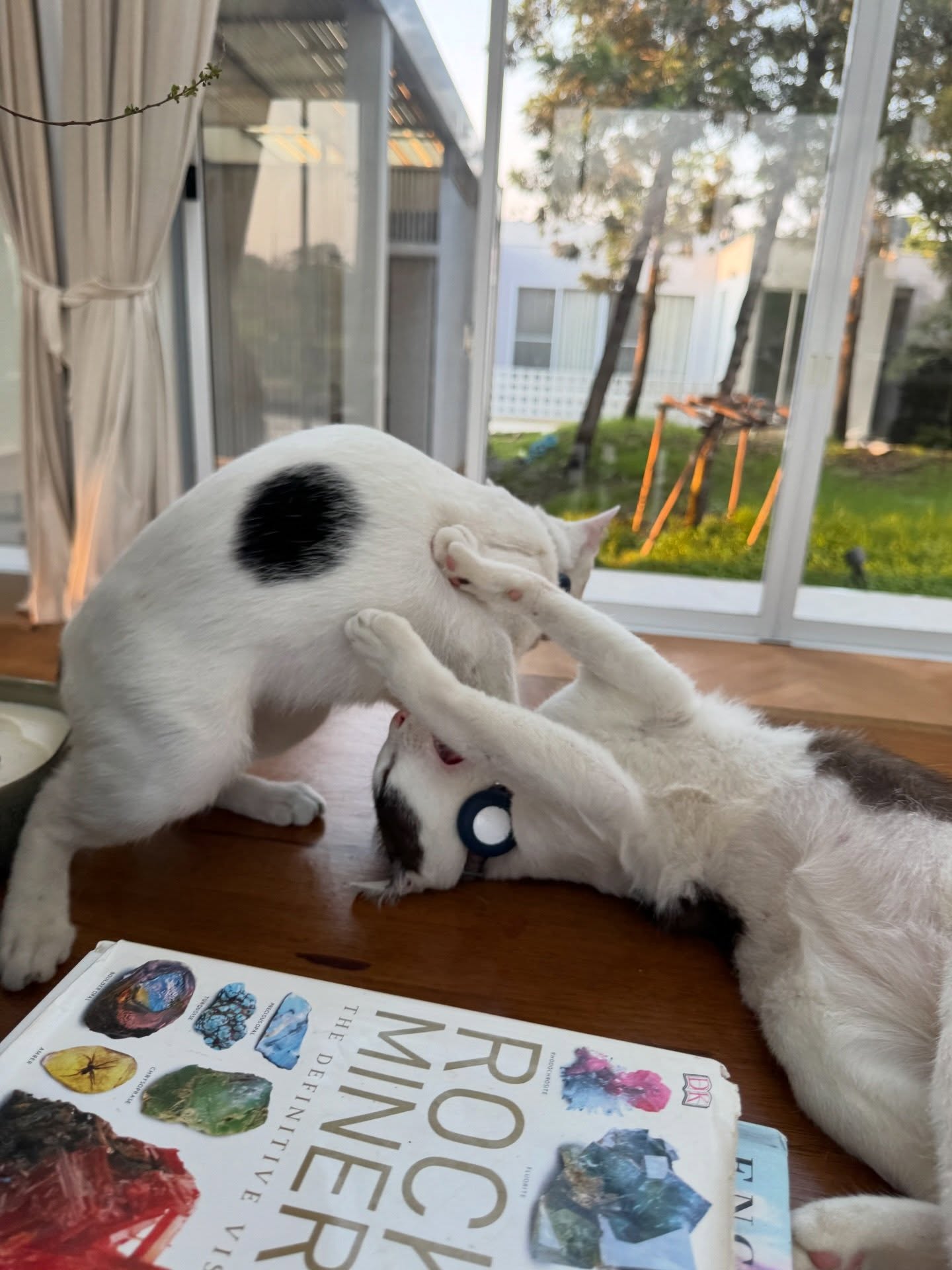 เจี๊ยบ - ลลนา ก้องธรนินทร์