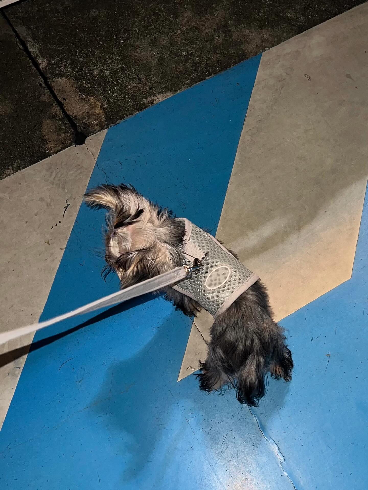 เงิน - อนุภาษ เหลืองสดใส