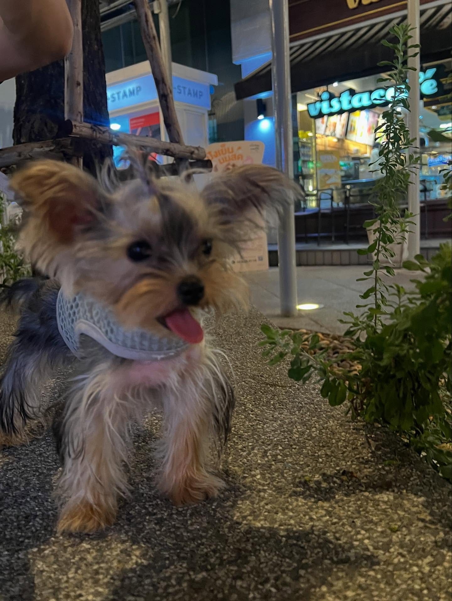 เงิน - อนุภาษ เหลืองสดใส