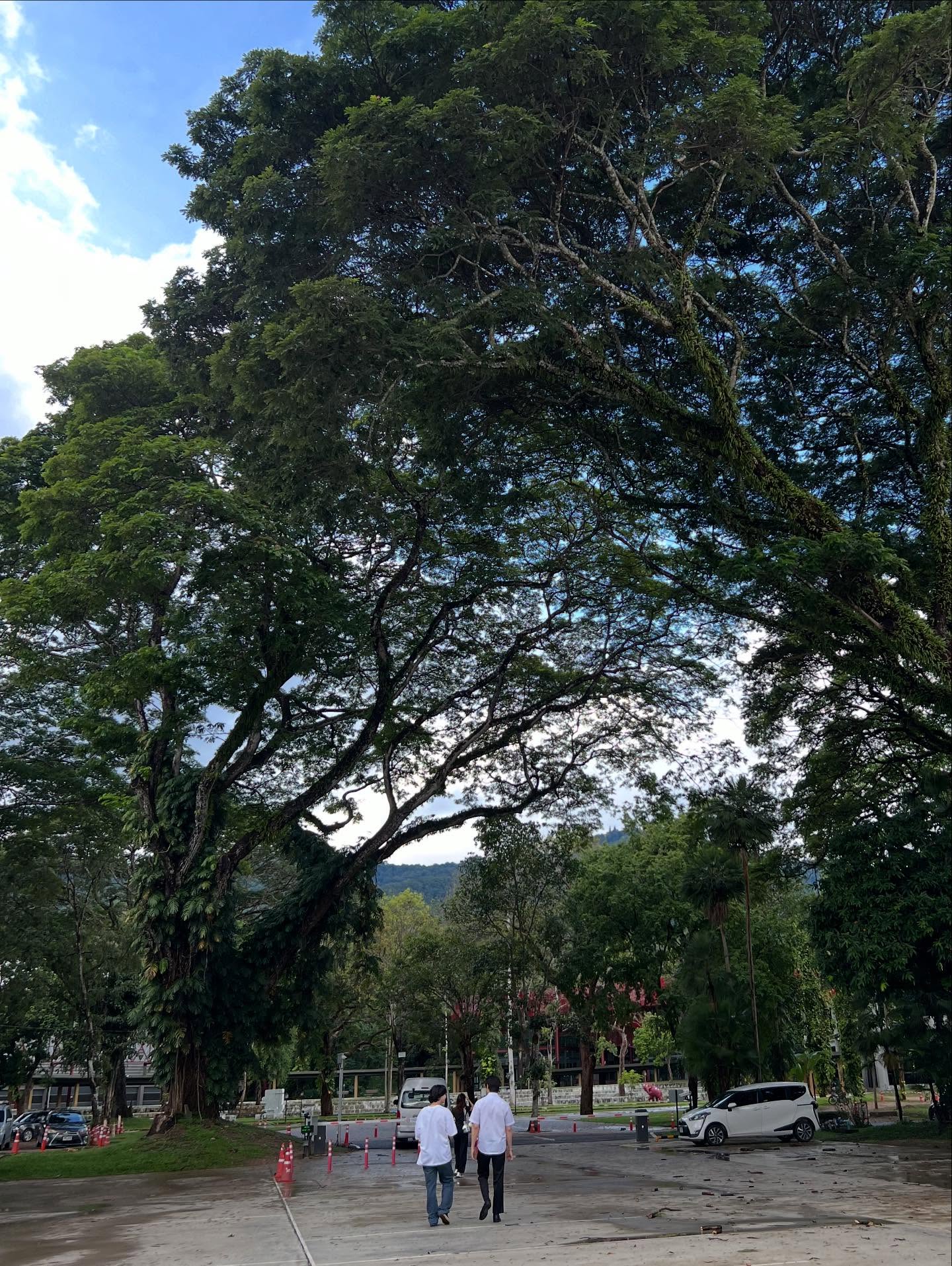 เงิน - อนุภาษ เหลืองสดใส