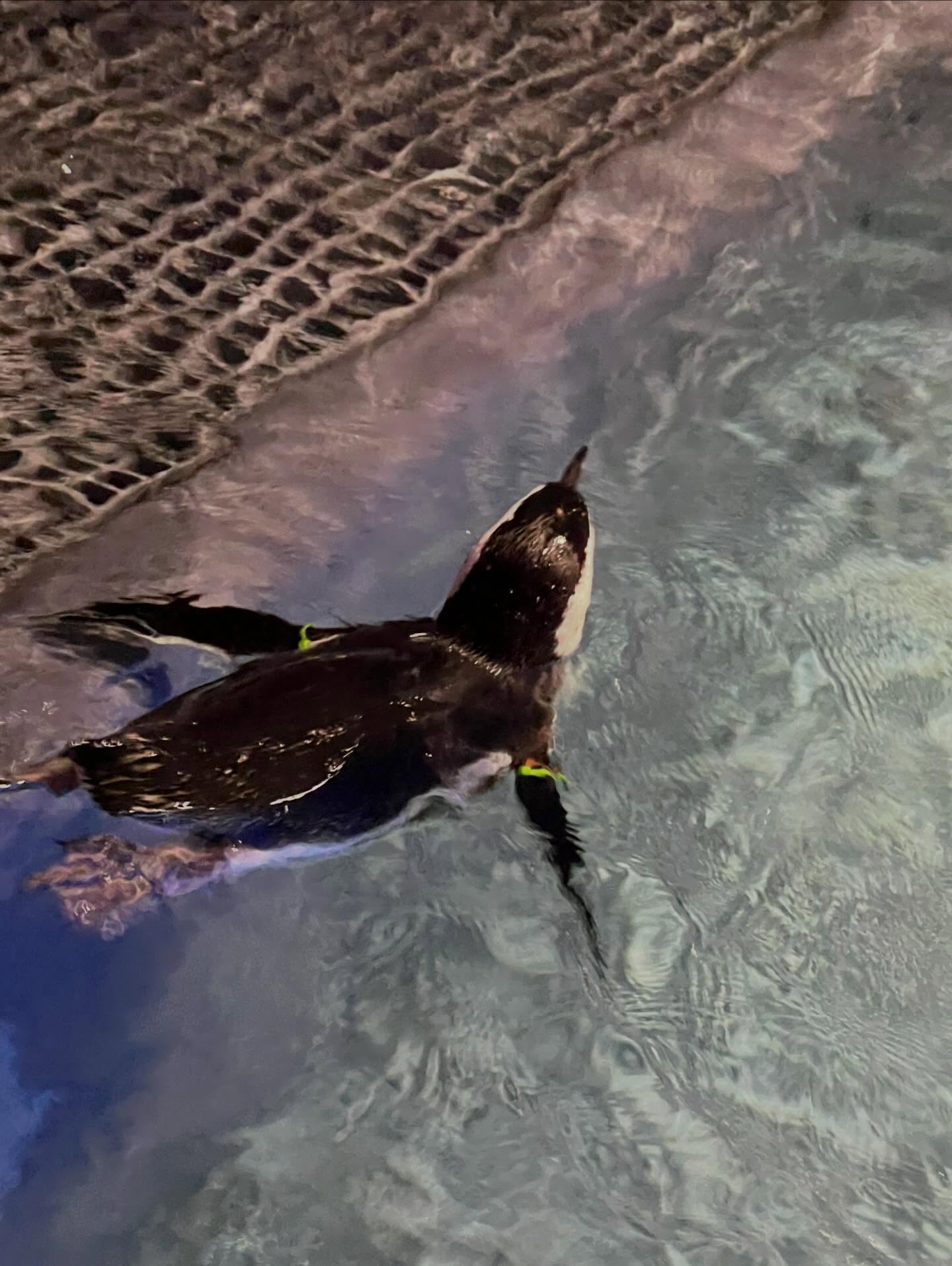 เงิน - อนุภาษ เหลืองสดใส