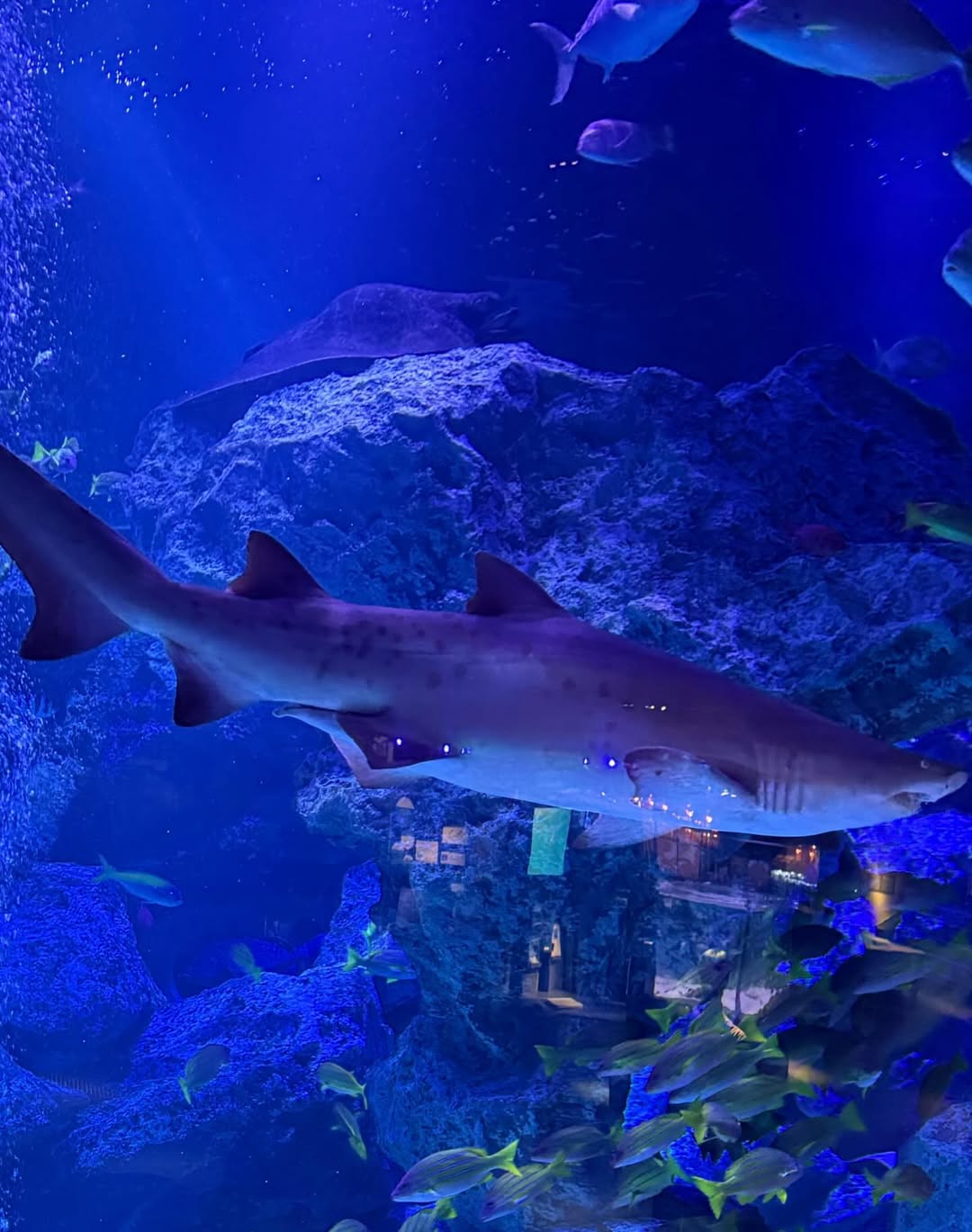 เงิน - อนุภาษ เหลืองสดใส