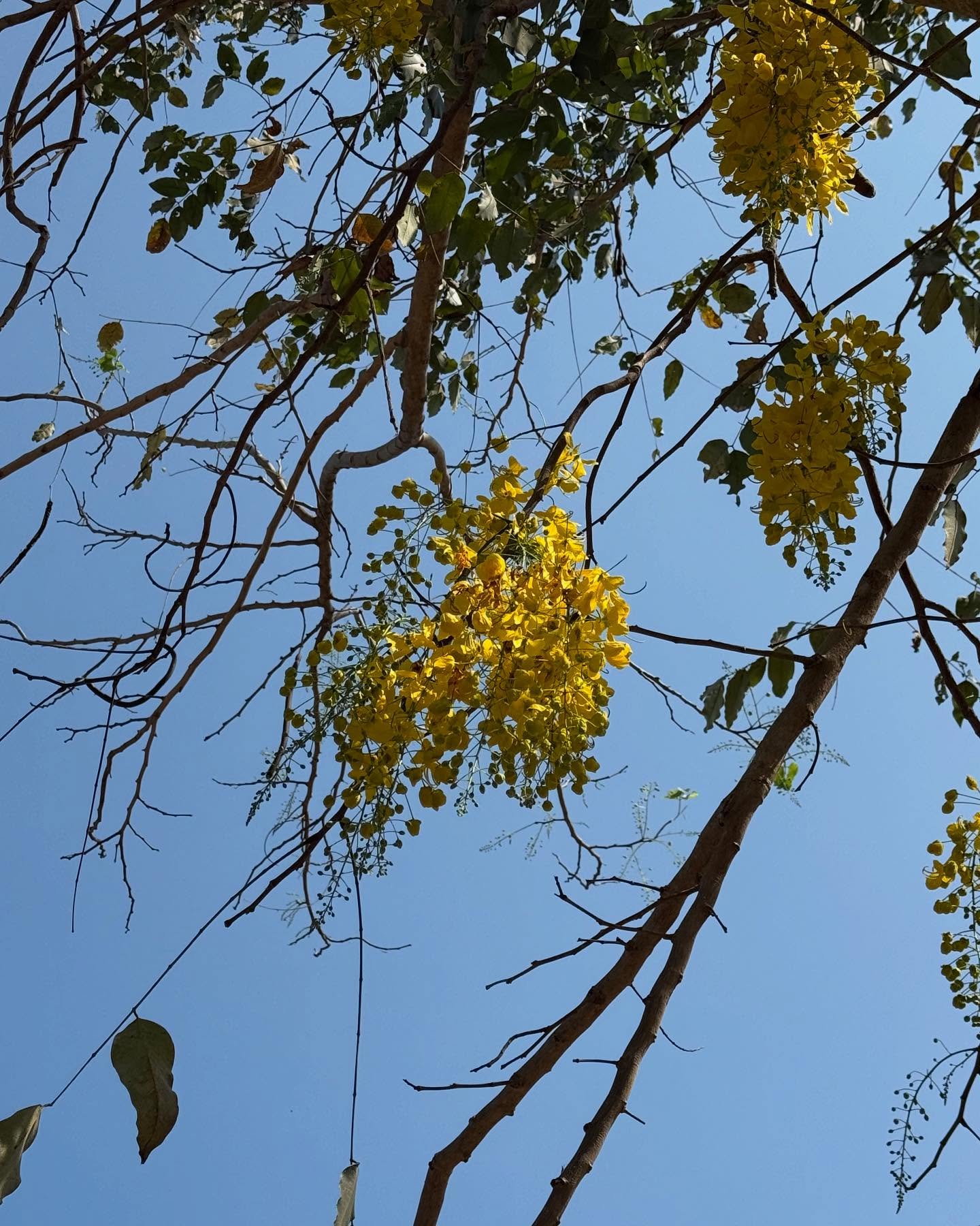 ยิปซี - คีรติ มหาพฤกษ์พงศ์