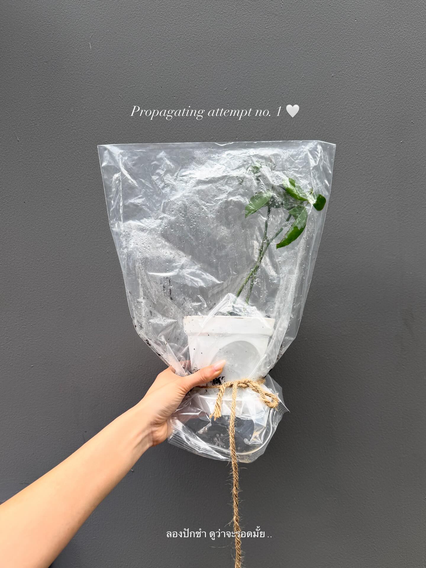 ยิปซี - คีรติ มหาพฤกษ์พงศ์