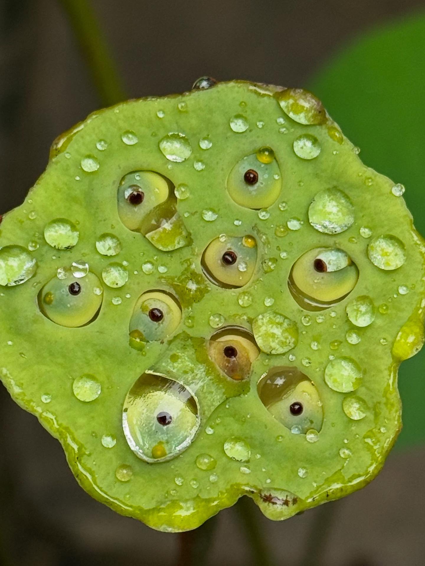 ยิปซี - คีรติ มหาพฤกษ์พงศ์