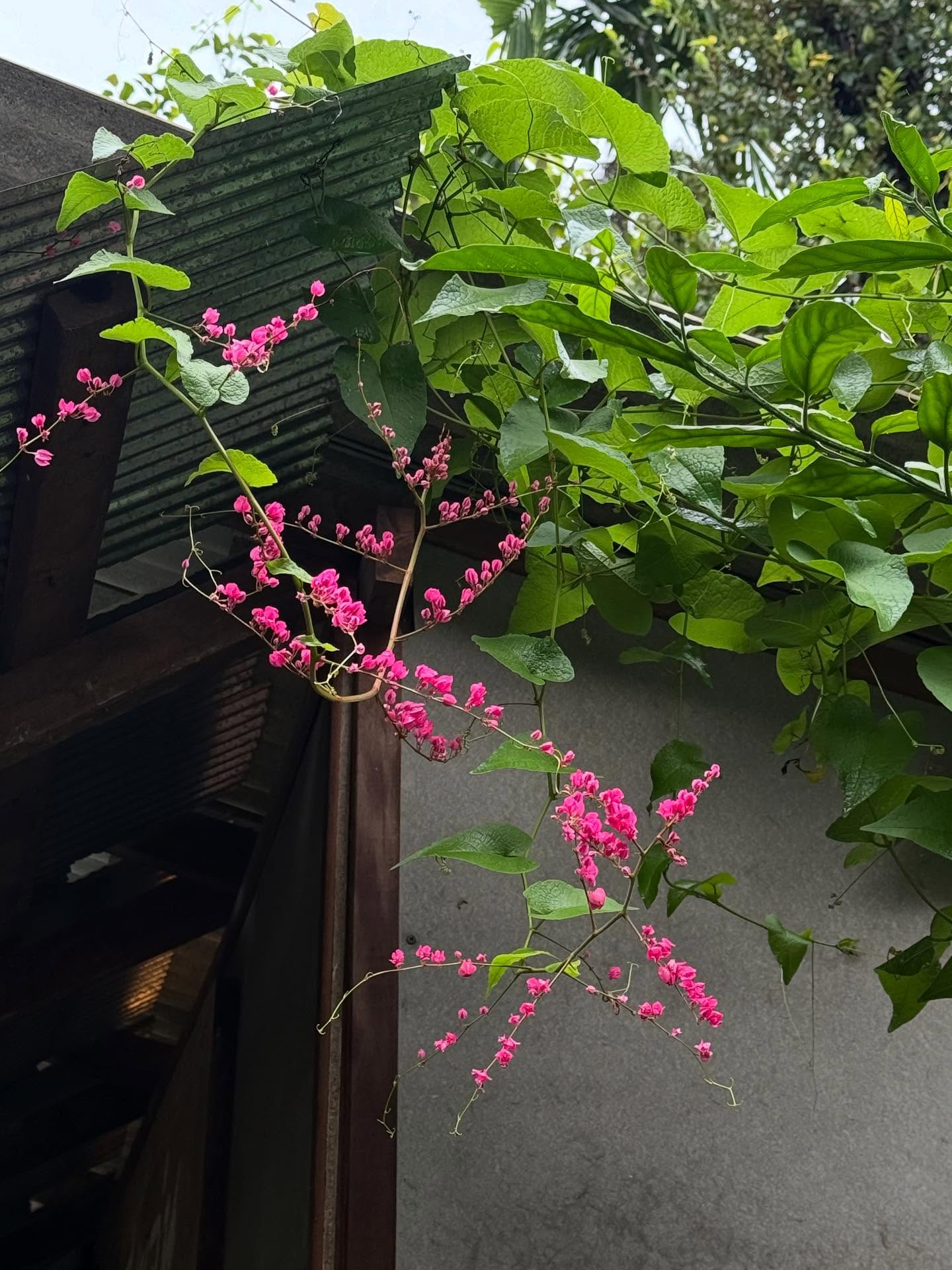 ยิปซี - คีรติ มหาพฤกษ์พงศ์