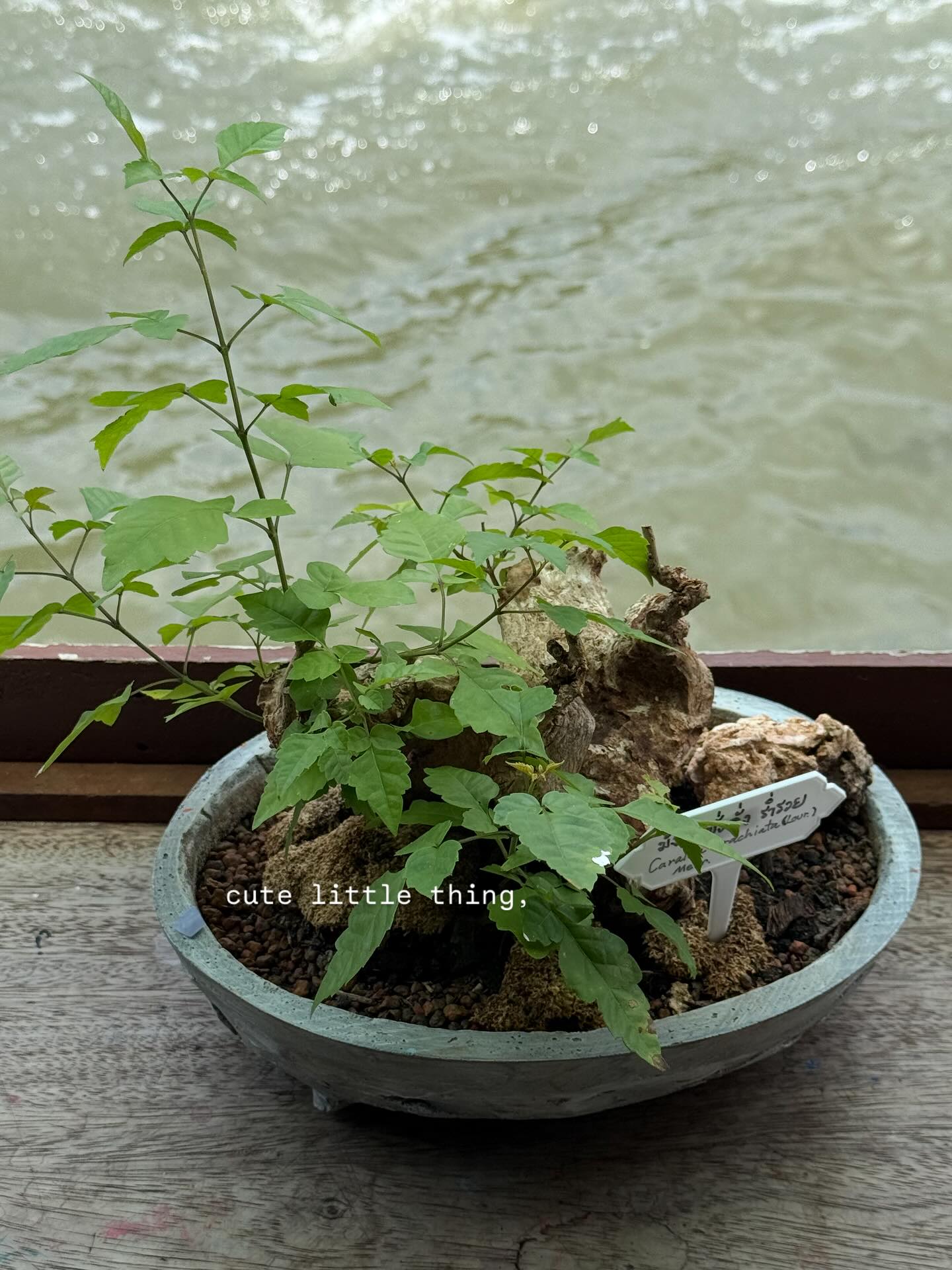 ยิปซี - คีรติ มหาพฤกษ์พงศ์