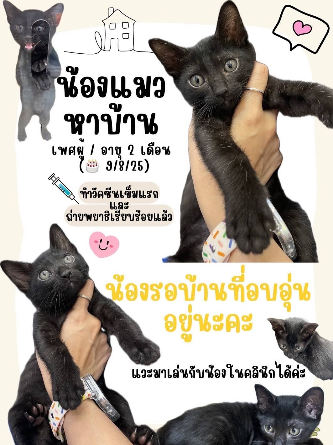 ยิปซี - คีรติ มหาพฤกษ์พงศ์