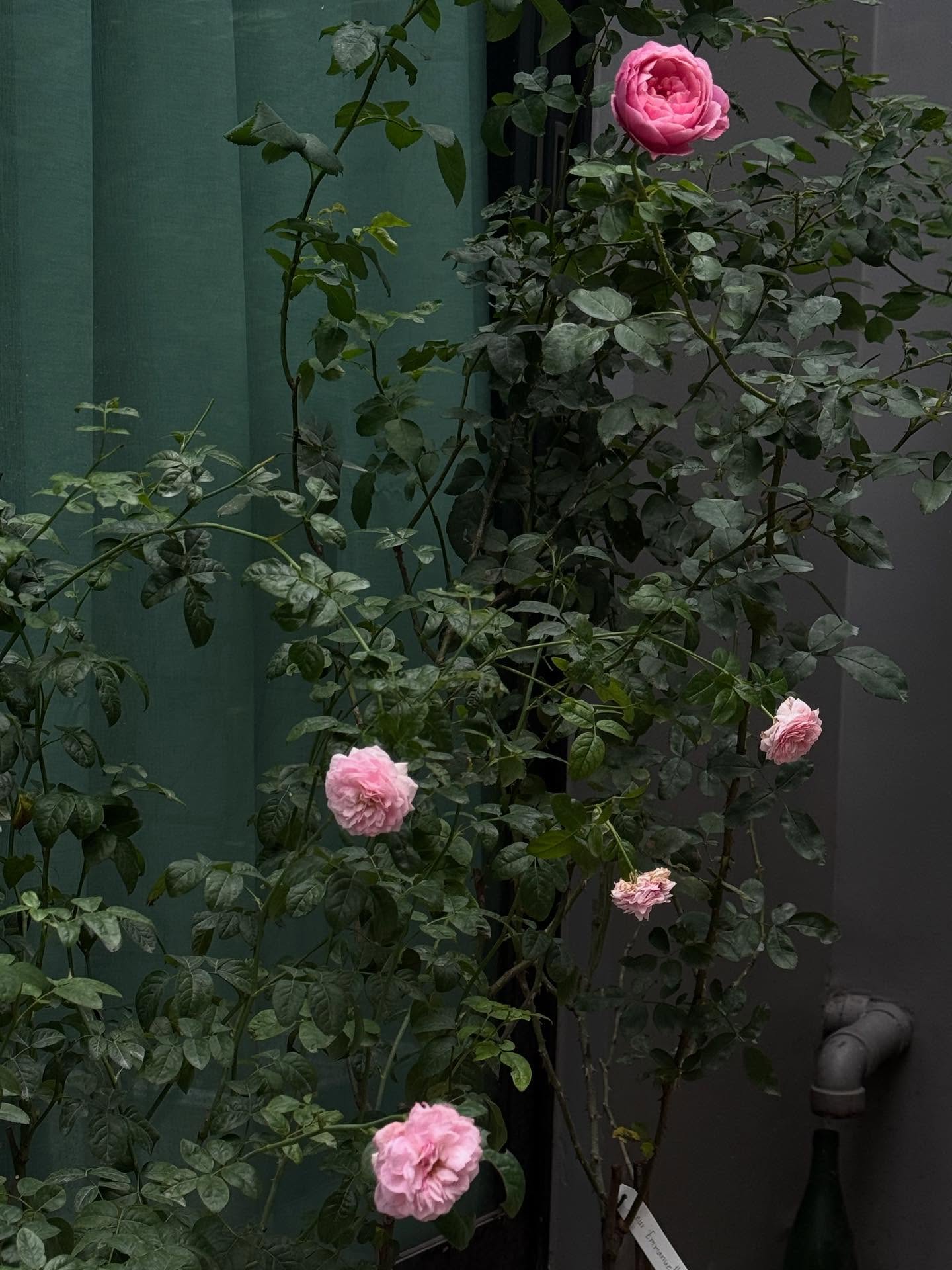 ยิปซี - คีรติ มหาพฤกษ์พงศ์