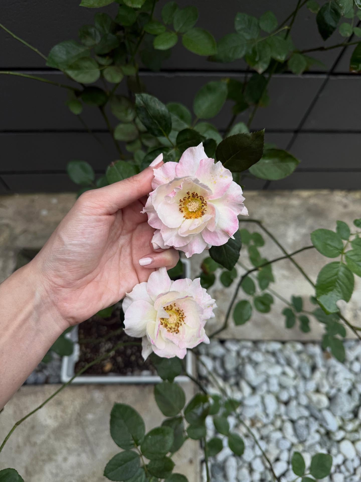 ยิปซี - คีรติ มหาพฤกษ์พงศ์