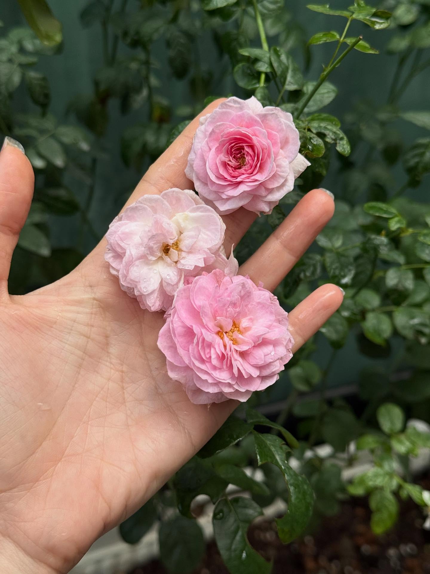 ยิปซี - คีรติ มหาพฤกษ์พงศ์