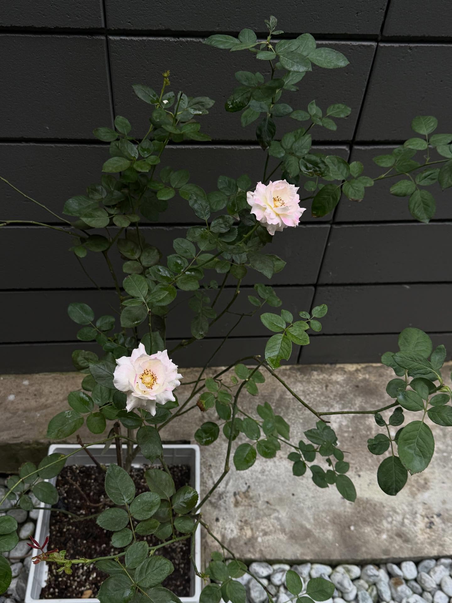 ยิปซี - คีรติ มหาพฤกษ์พงศ์