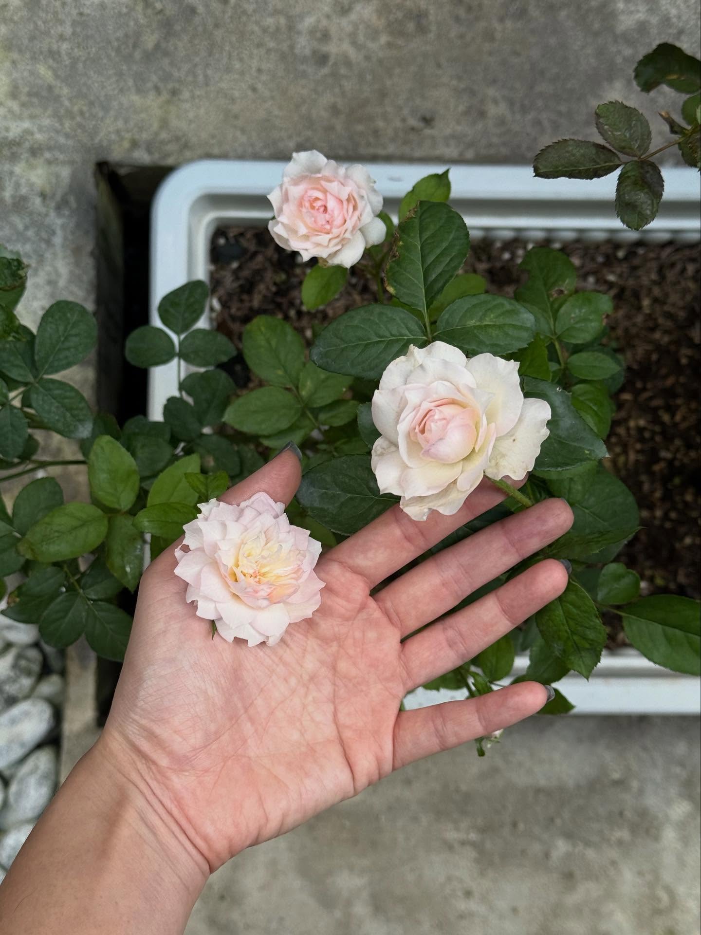 ยิปซี - คีรติ มหาพฤกษ์พงศ์