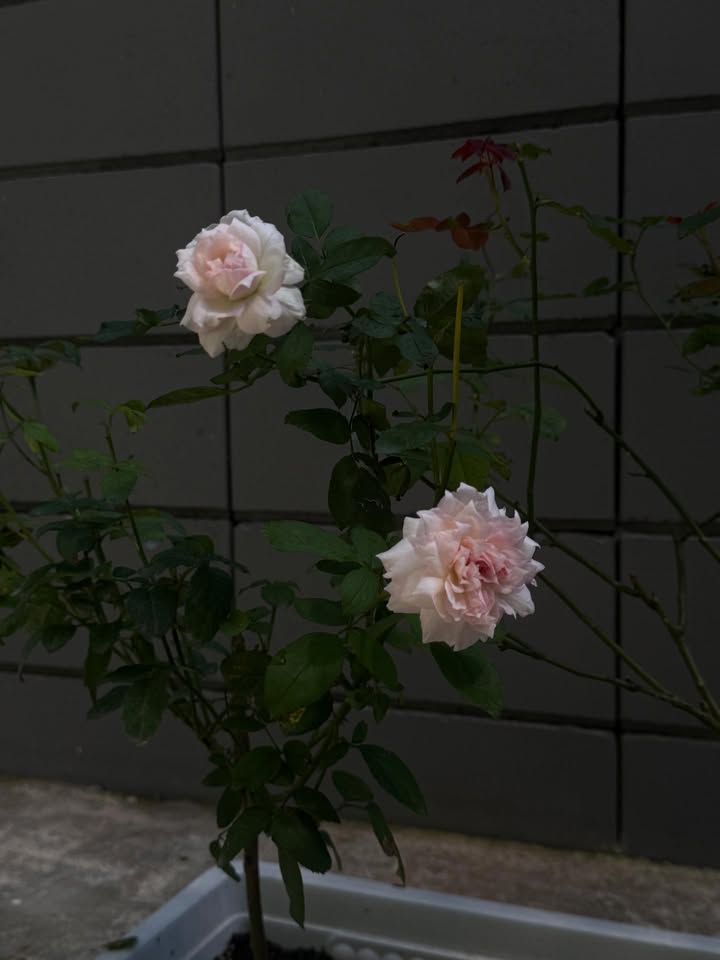 ยิปซี - คีรติ มหาพฤกษ์พงศ์