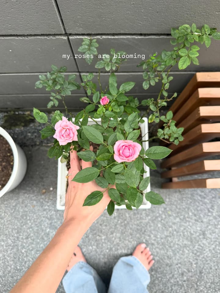 ยิปซี - คีรติ มหาพฤกษ์พงศ์