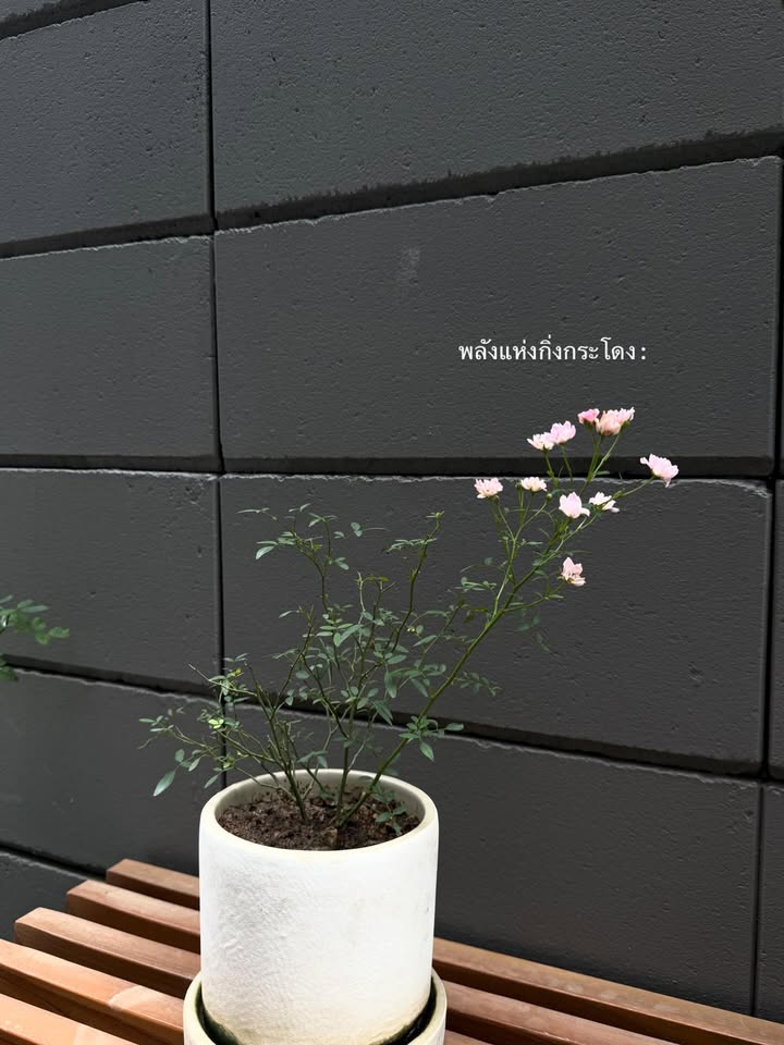 ยิปซี - คีรติ มหาพฤกษ์พงศ์