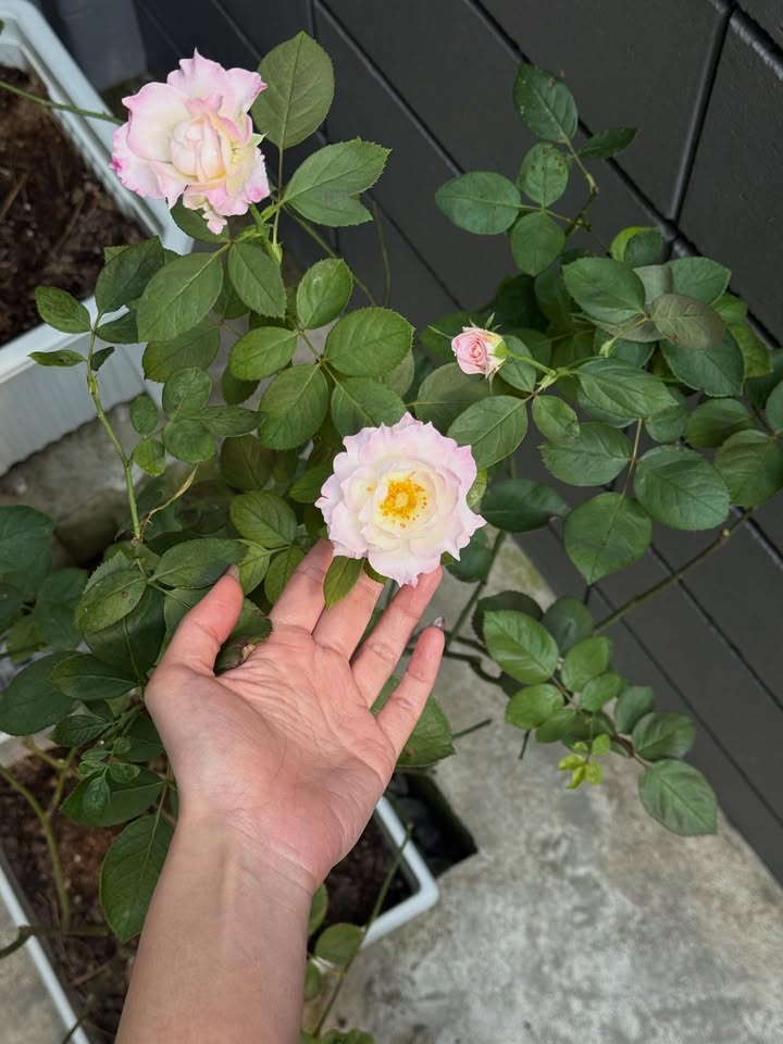 ยิปซี - คีรติ มหาพฤกษ์พงศ์