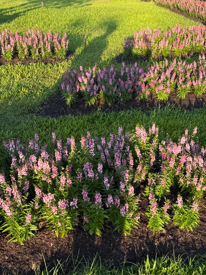 ยิปซี - คีรติ มหาพฤกษ์พงศ์