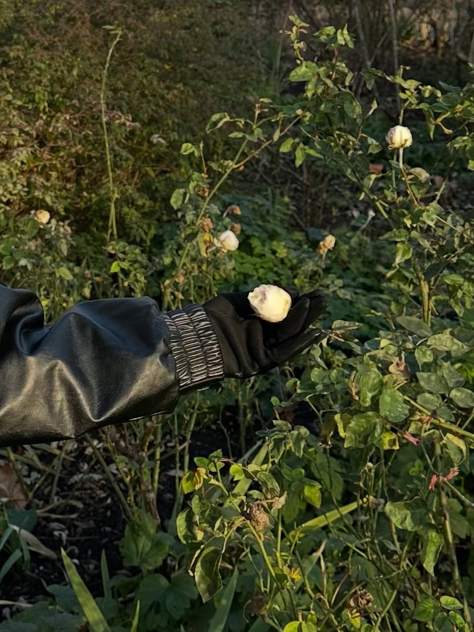 ยิปซี - คีรติ มหาพฤกษ์พงศ์