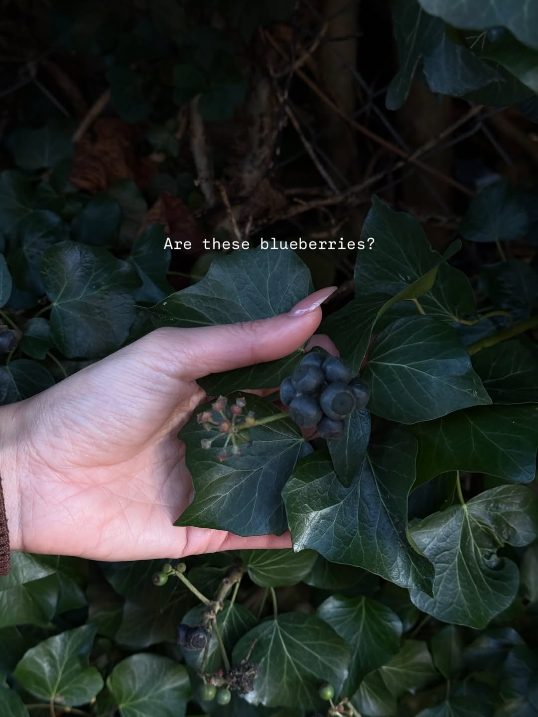 ยิปซี - คีรติ มหาพฤกษ์พงศ์