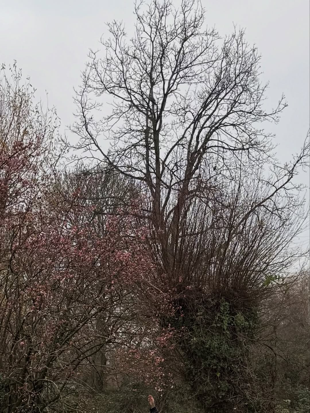 ยิปซี - คีรติ มหาพฤกษ์พงศ์