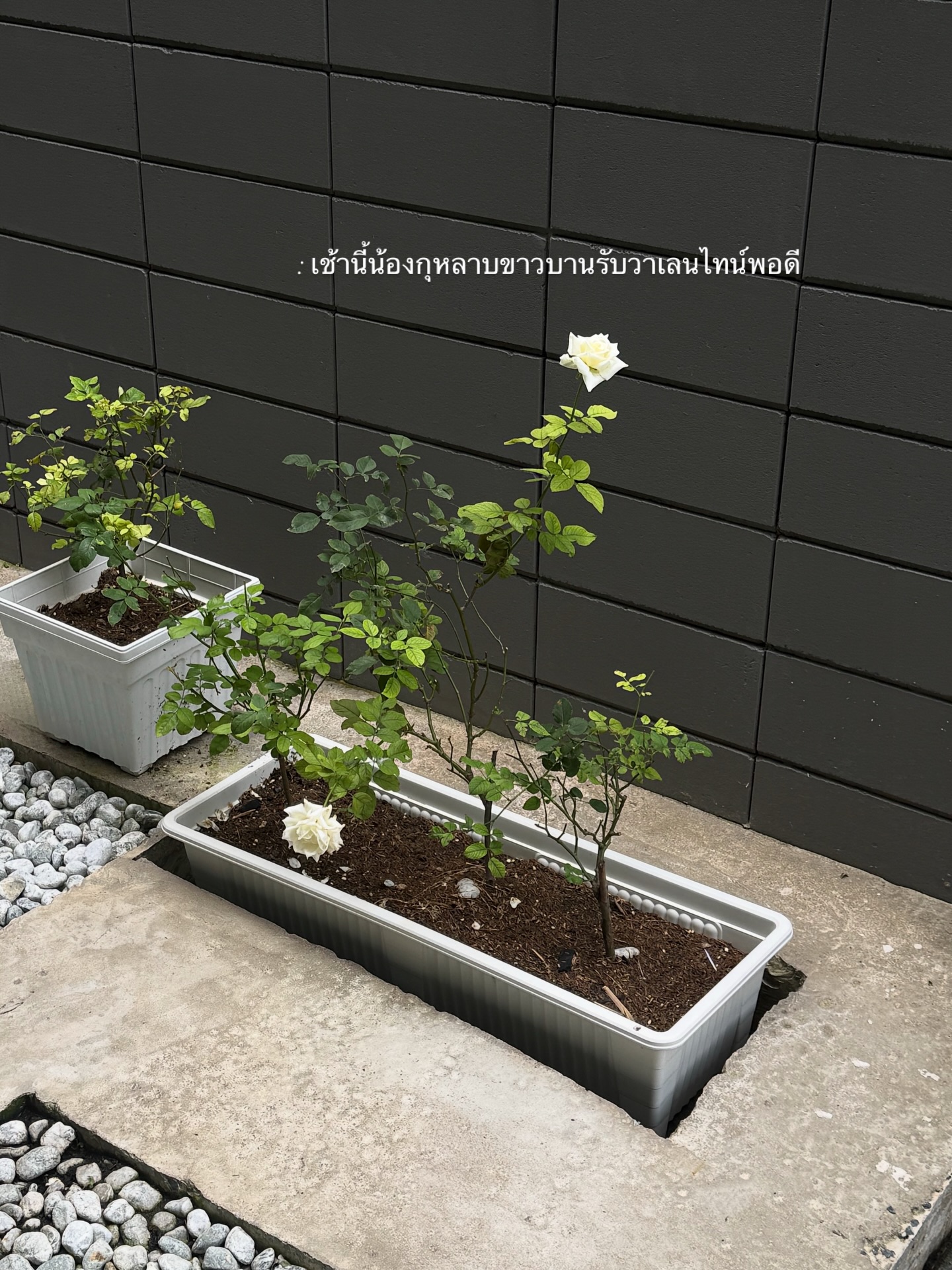 ยิปซี - คีรติ มหาพฤกษ์พงศ์